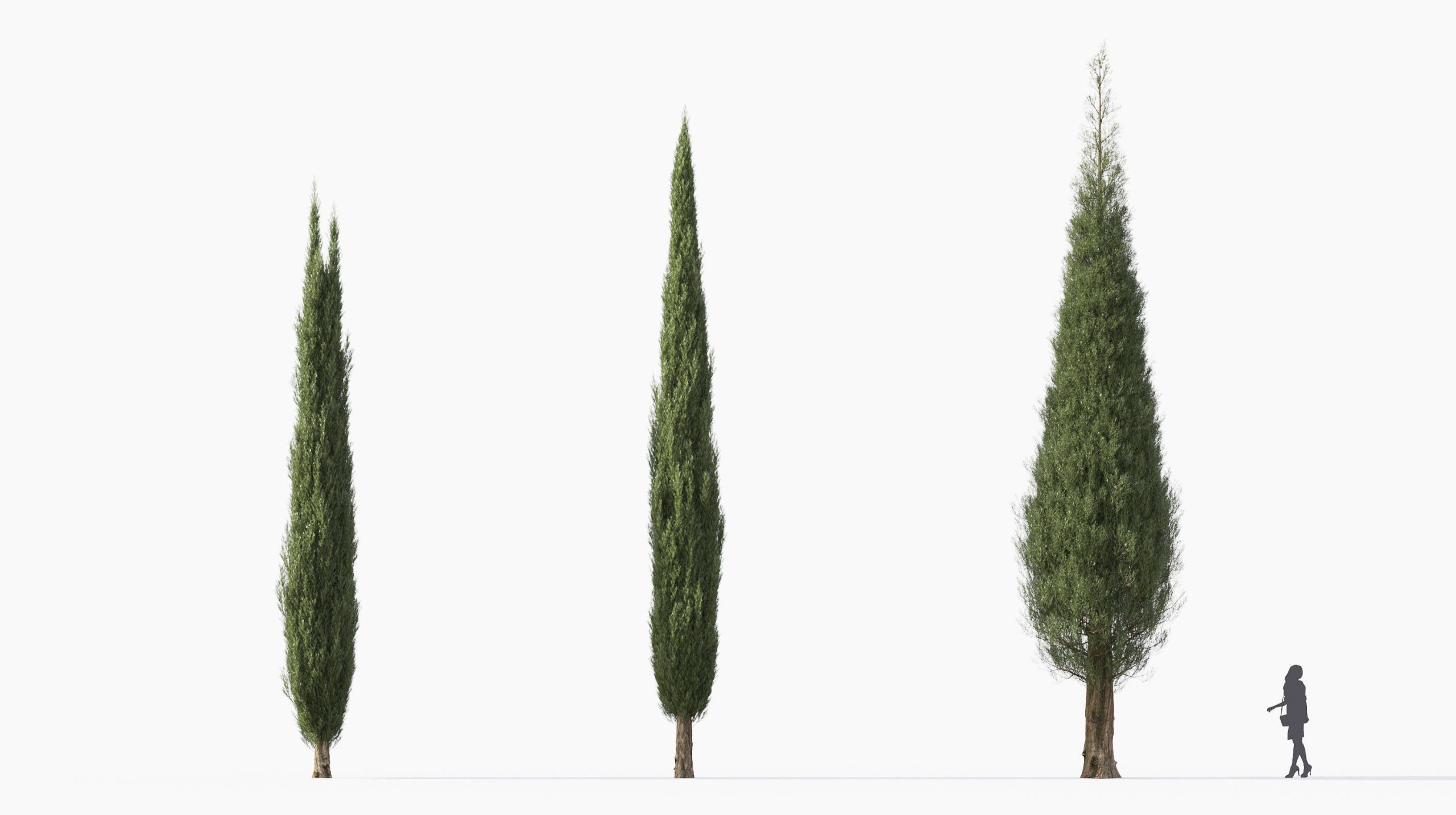 MT_PM_Cupressus_sempervirens_01_01---03