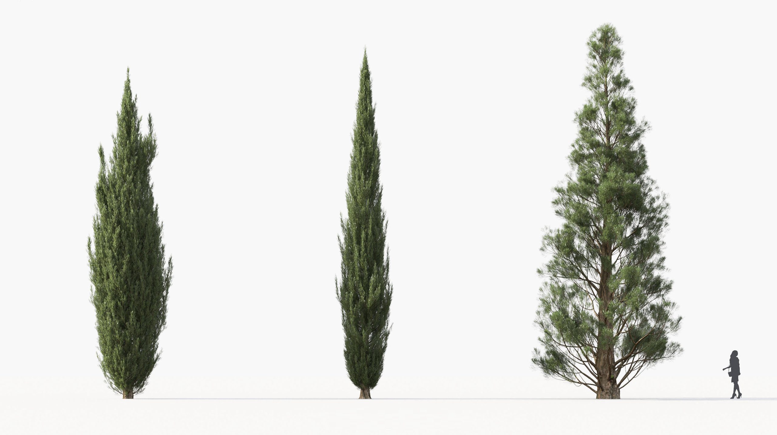MT_PM_Cupressus_sempervirens_01_04---06