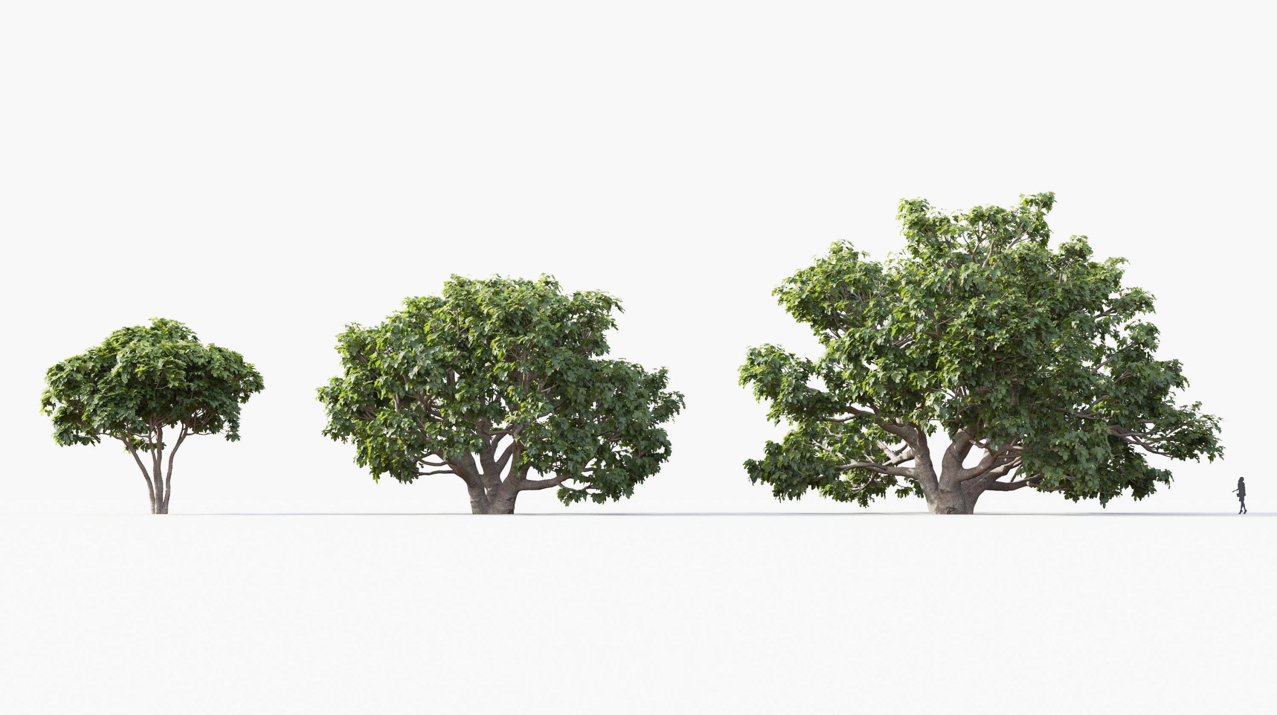 MT_PM_Ficus_carica_01_04---06