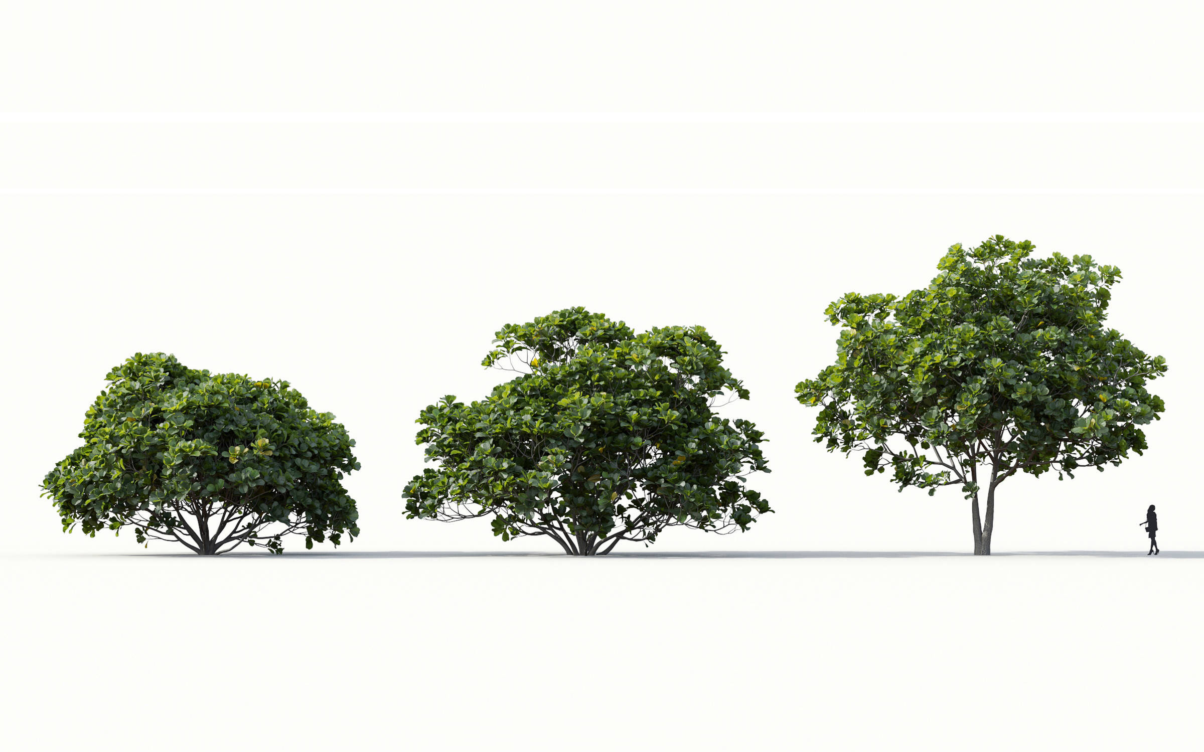 MT_PM_Ficus_lyrata_01_01---03