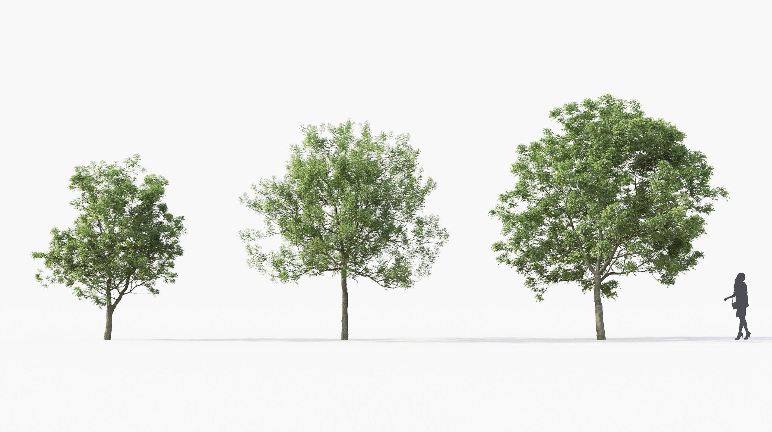 MT_PM_Fraxinus_ornus_01_01---03