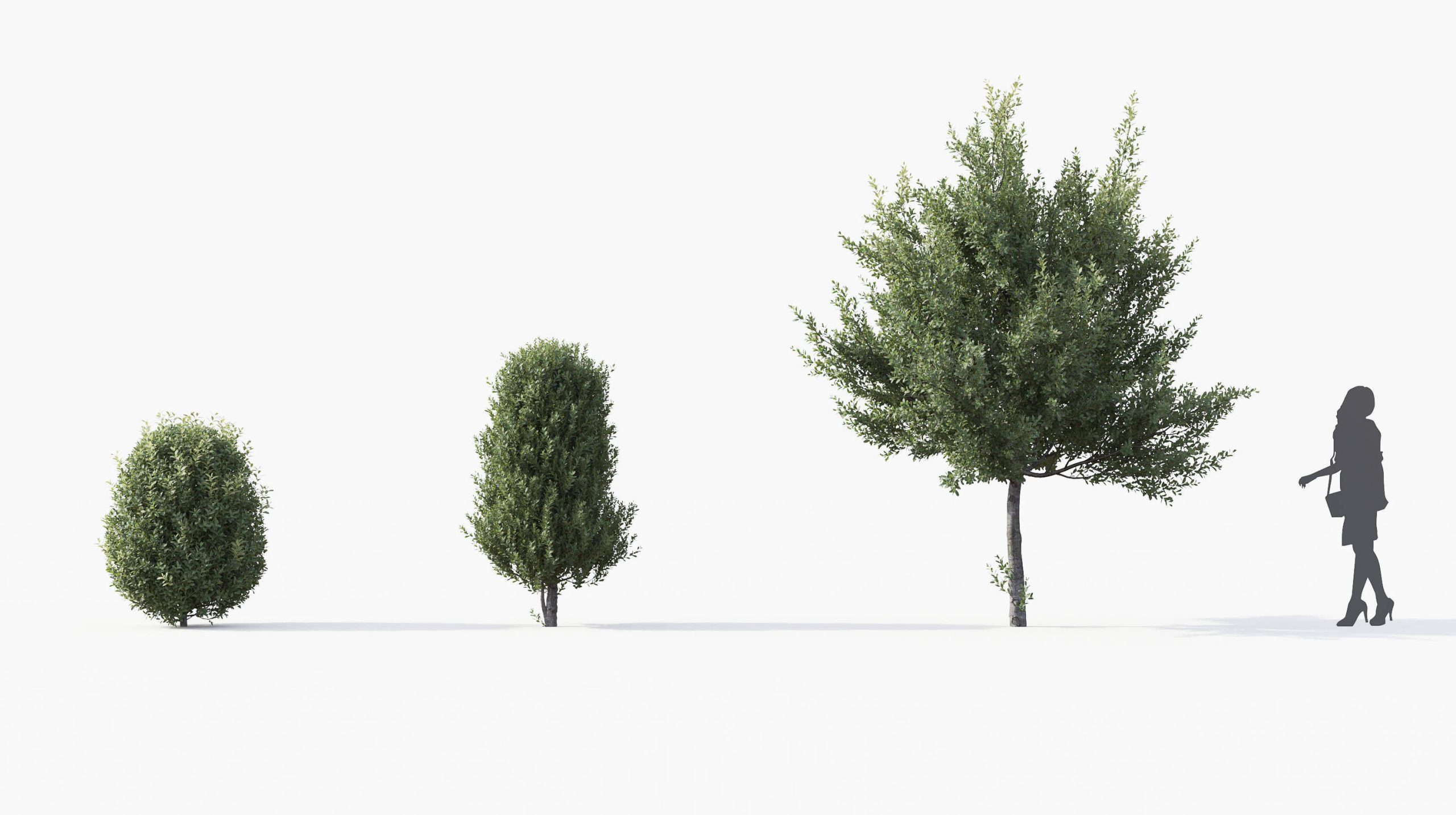 MT_PM_Laurus_nobilis_01_01---03