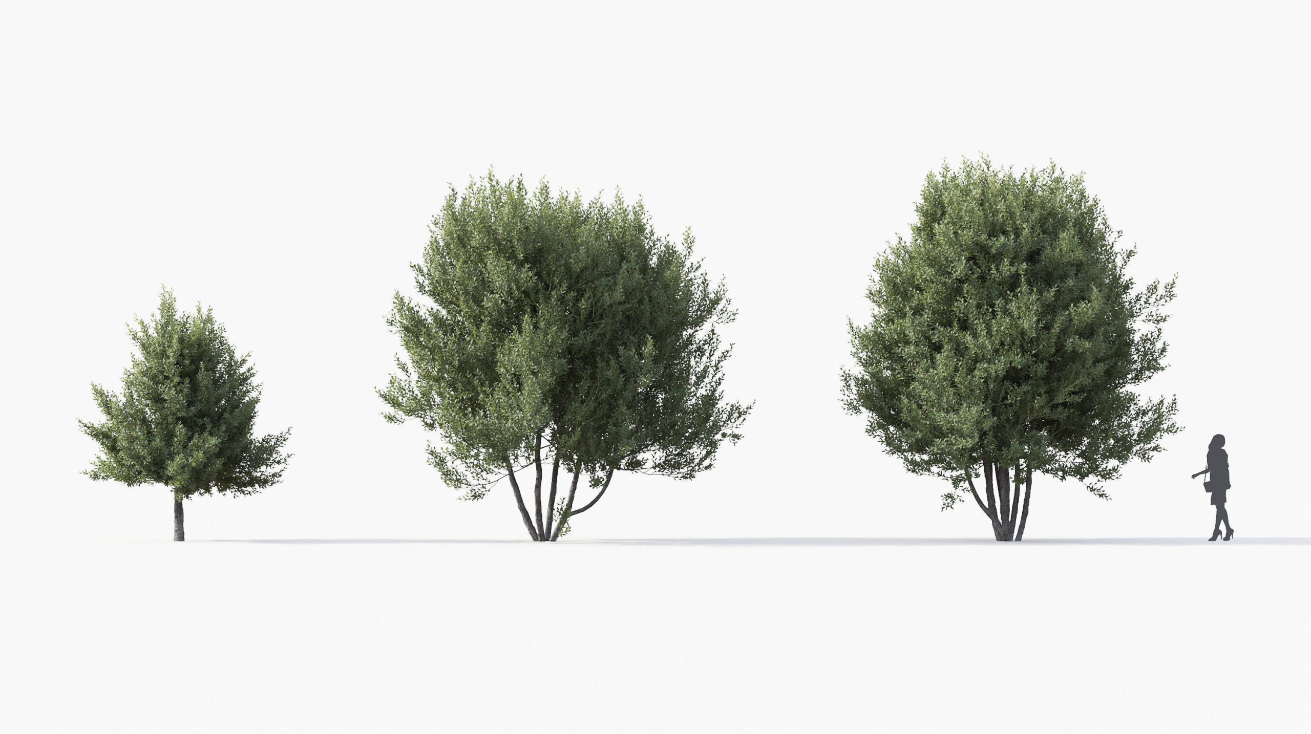 MT_PM_Laurus_nobilis_01_04---06