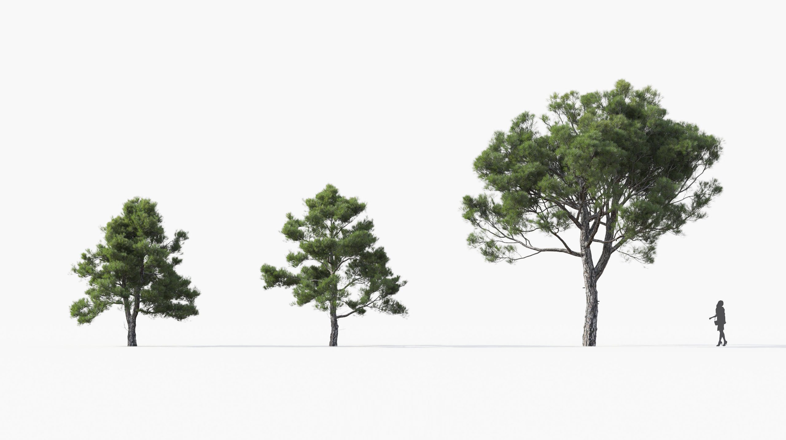 MT_PM_Pinus_brutia_01_01---03