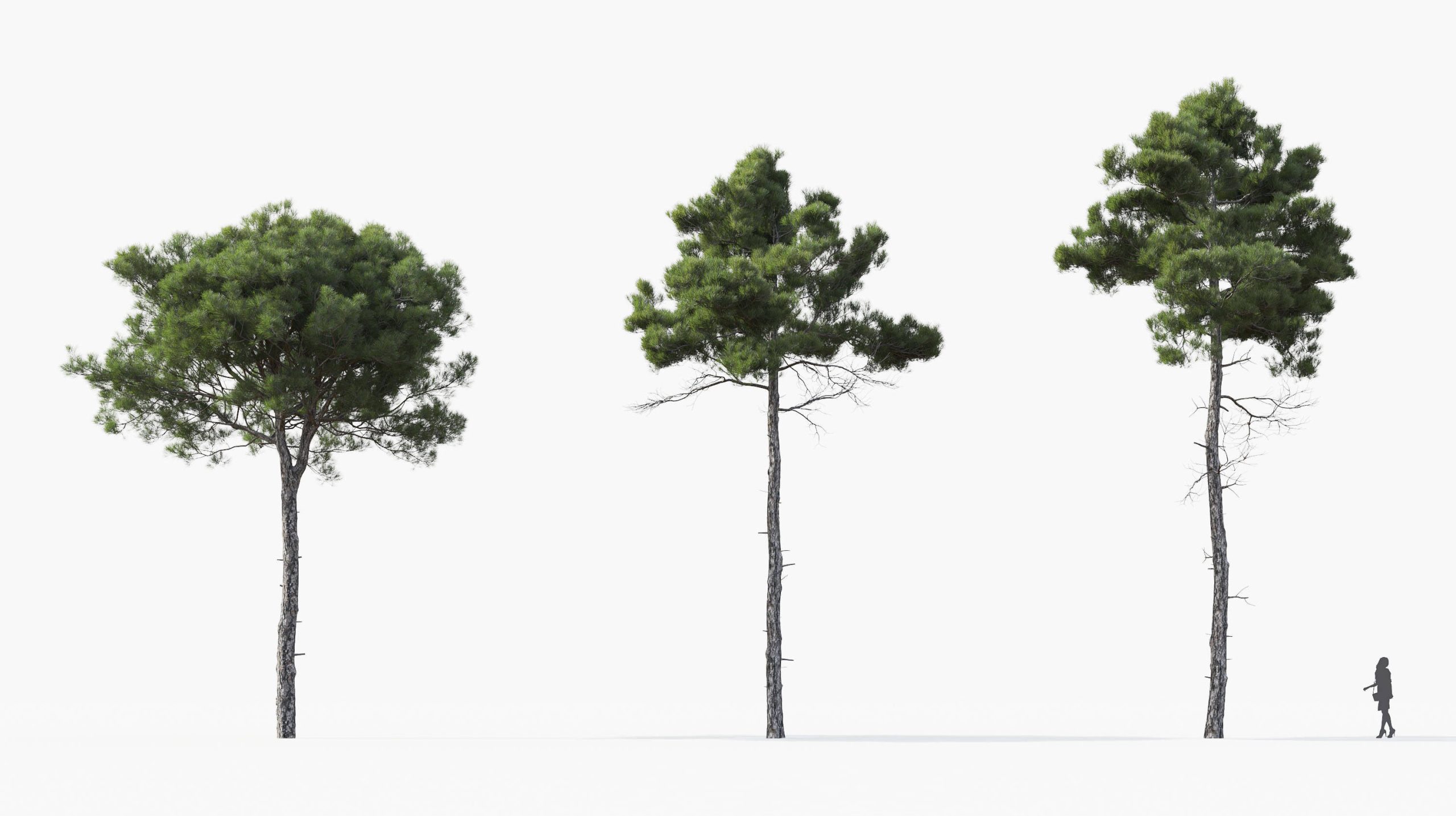 MT_PM_Pinus_brutia_01_04---06