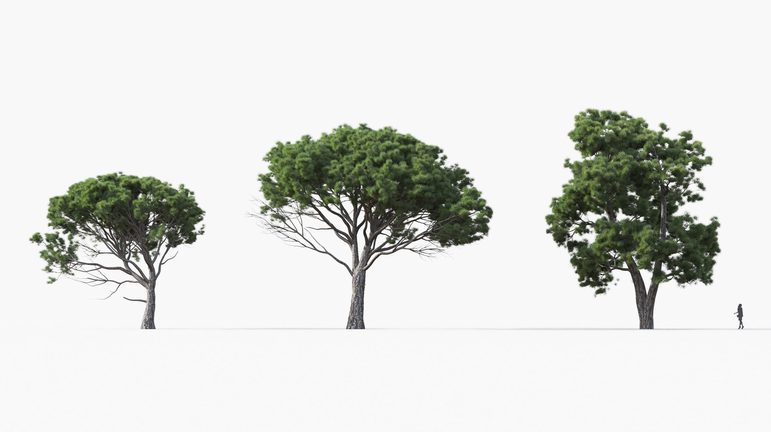 MT_PM_Pinus_halepensis_01_01---03