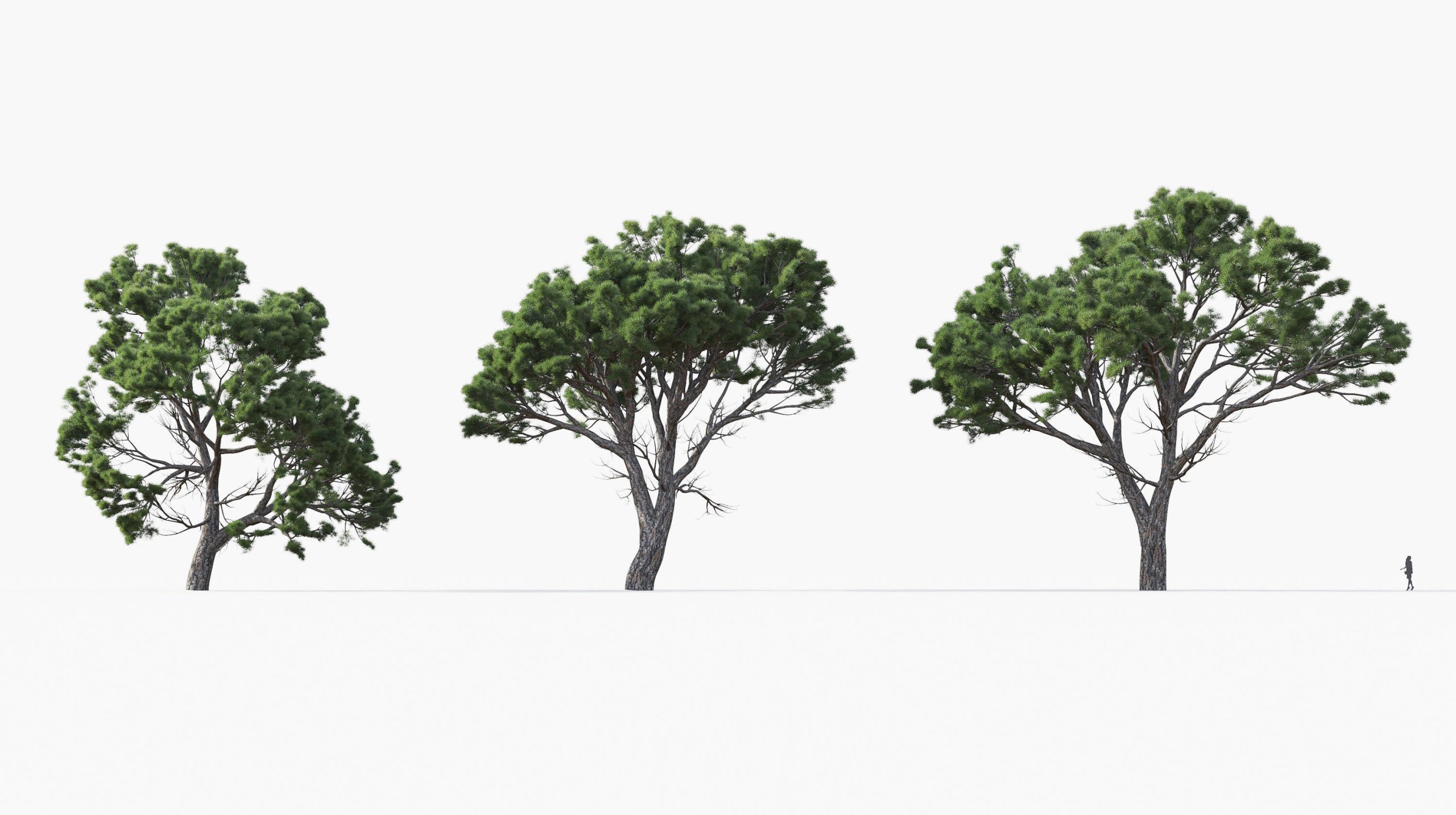 MT_PM_Pinus_halepensis_01_04---06