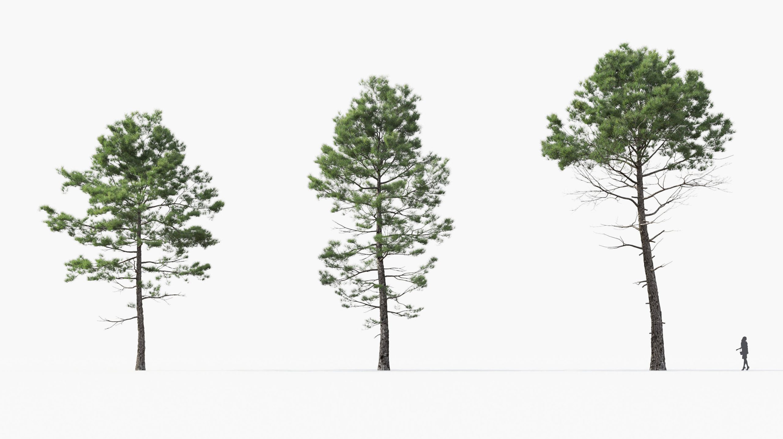 MT_PM_Pinus_pinaster_01_01---03