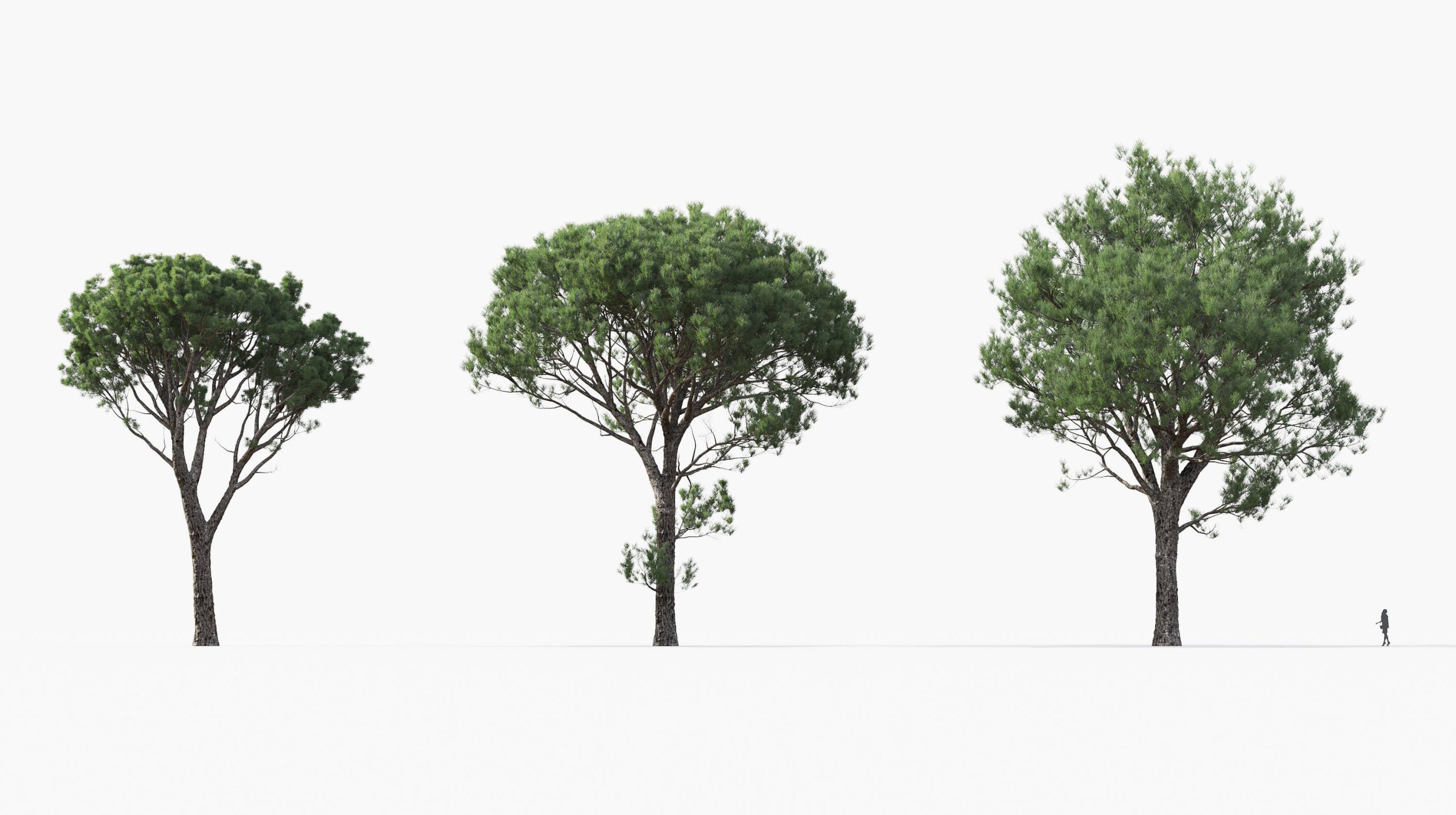 MT_PM_Pinus_pinaster_01_04---06