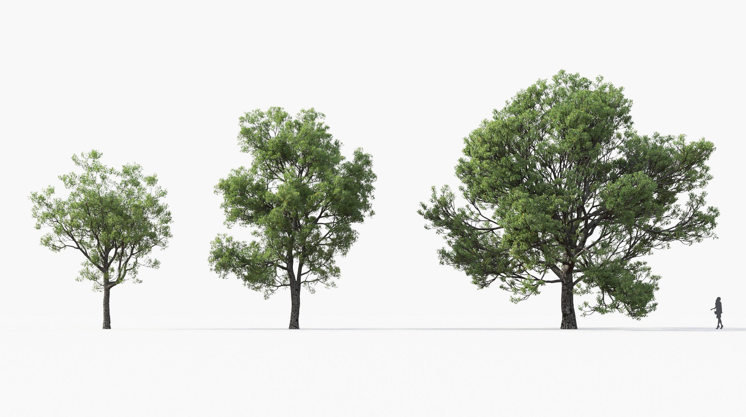 MT_PM_Quercus_faginea_01_01---03