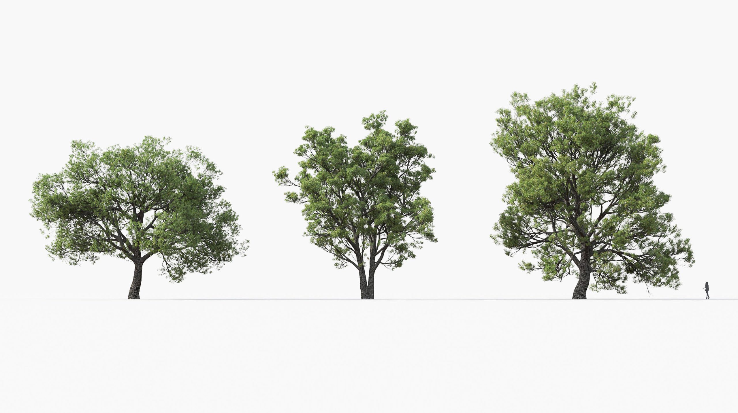 MT_PM_Quercus_faginea_01_04---06