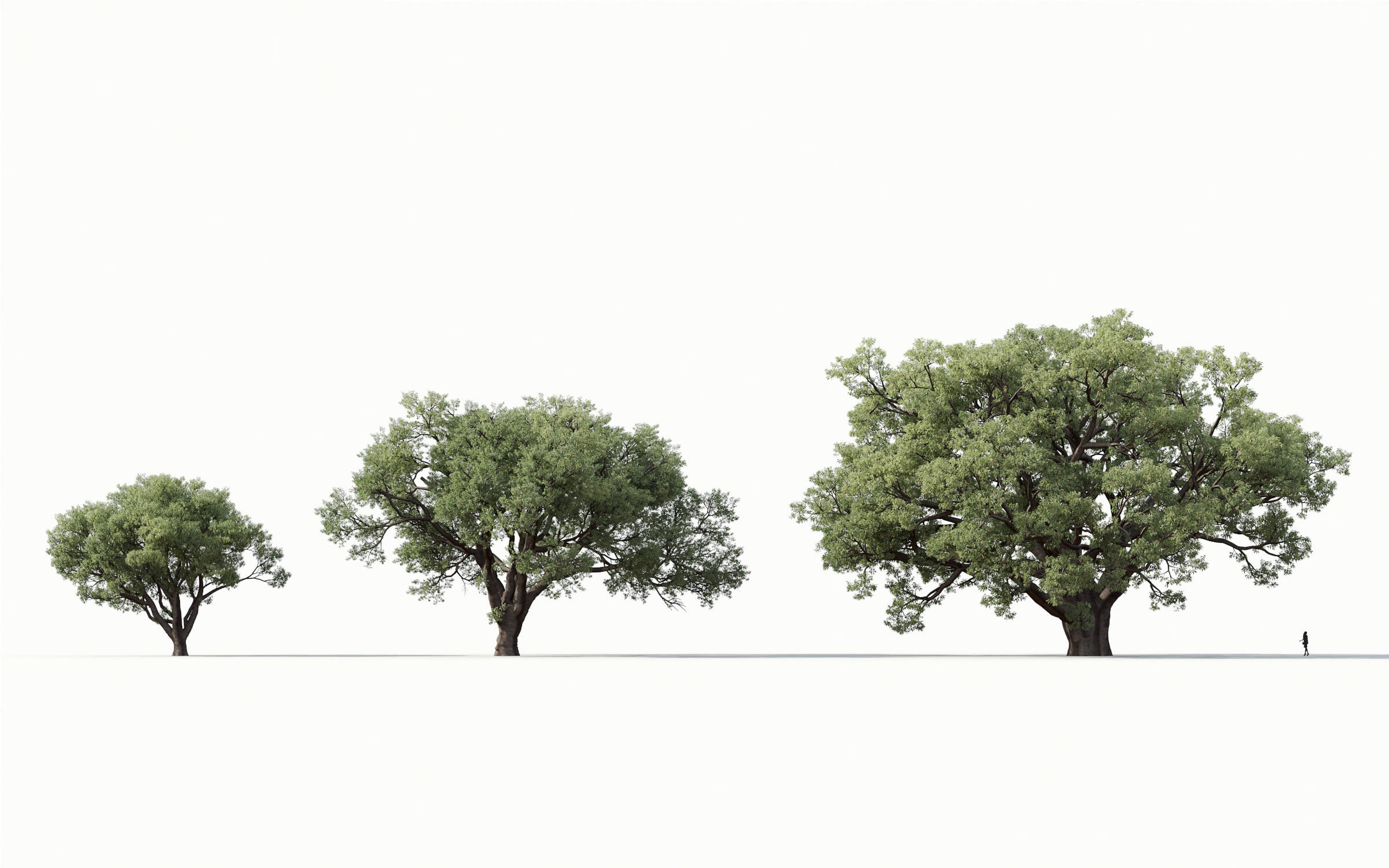 MT_PM_Quercus_suber_01_04---06