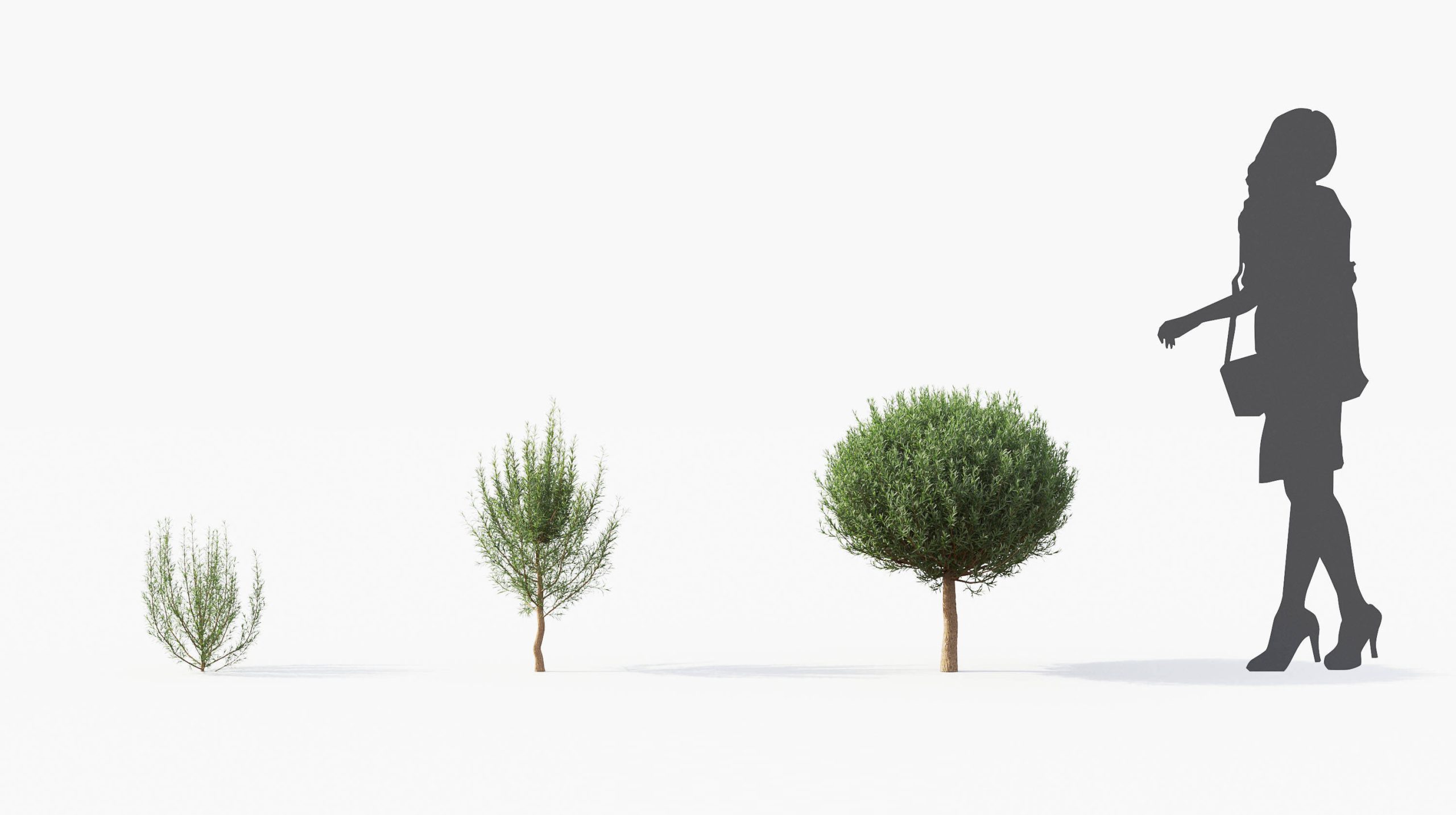 MT_PM_Rosemary_01_01---03