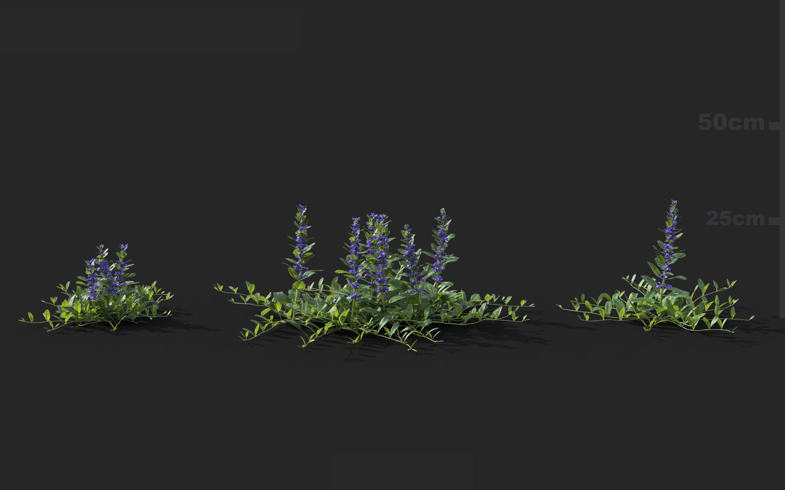 MT_PM_V41_Ajuga_reptans_01_07---09