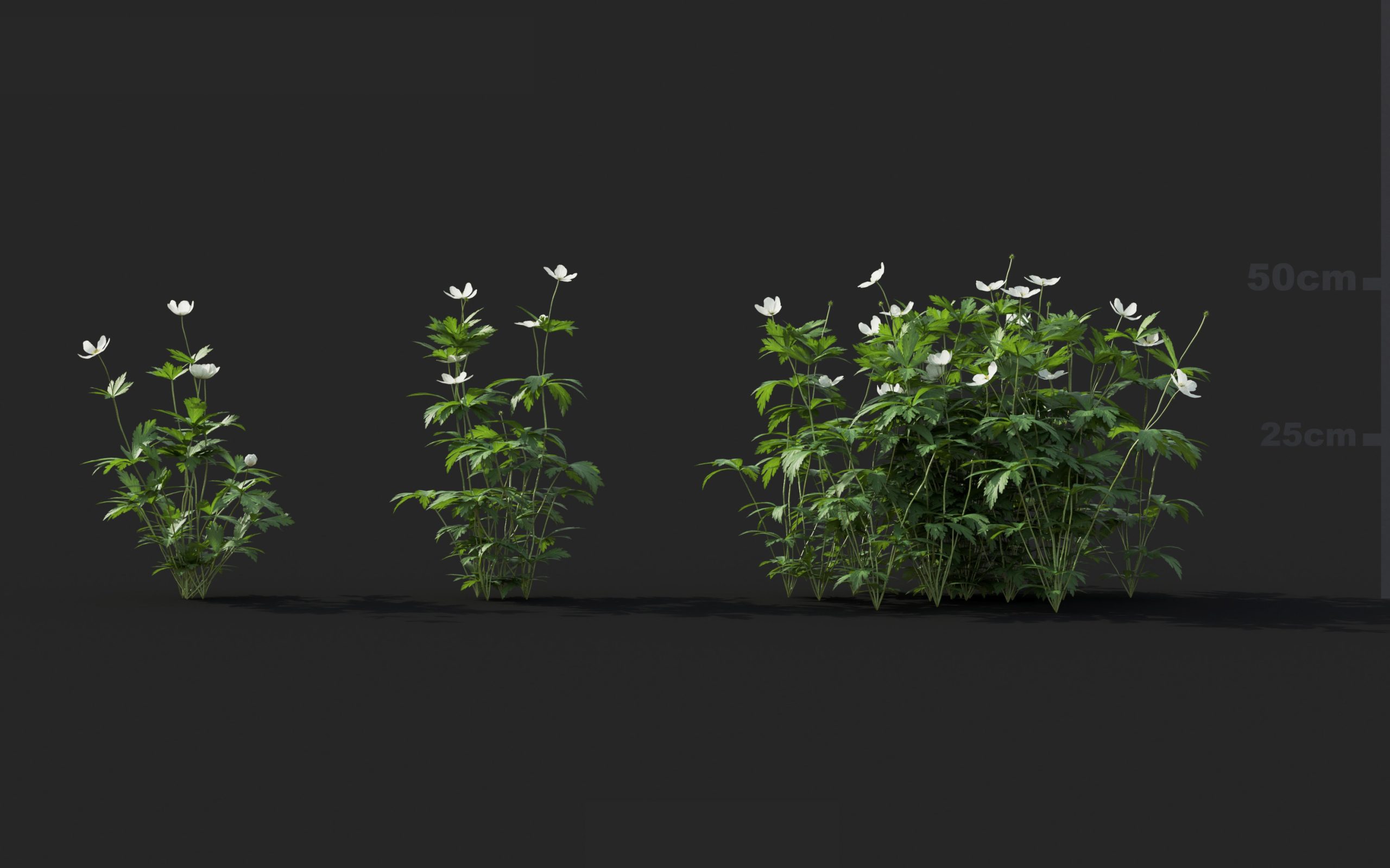 MT_PM_V41_Anemone_canadensis_01_07---09