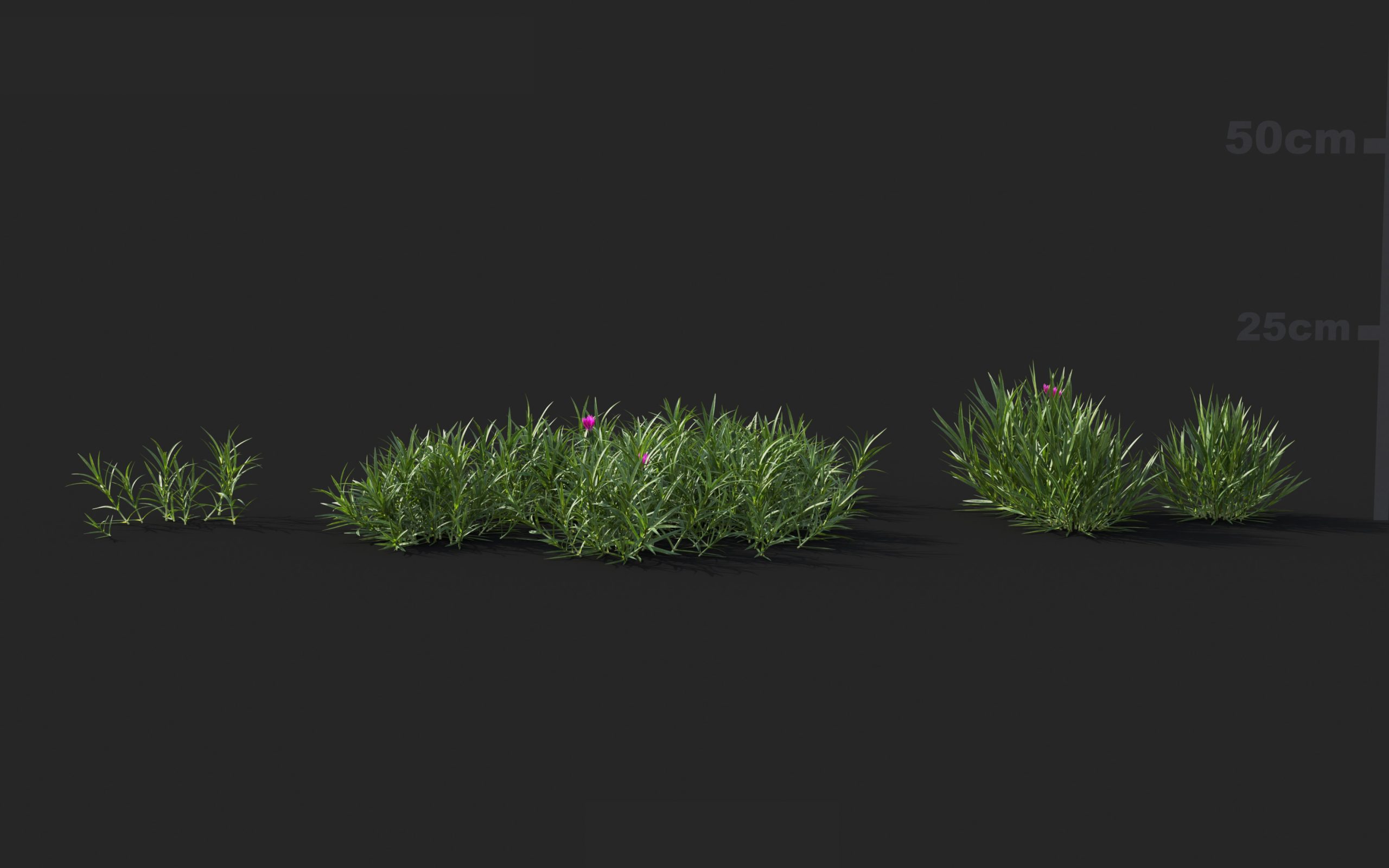 MT_PM_V41_Dianthus_gratianopolitanus_01_01---03
