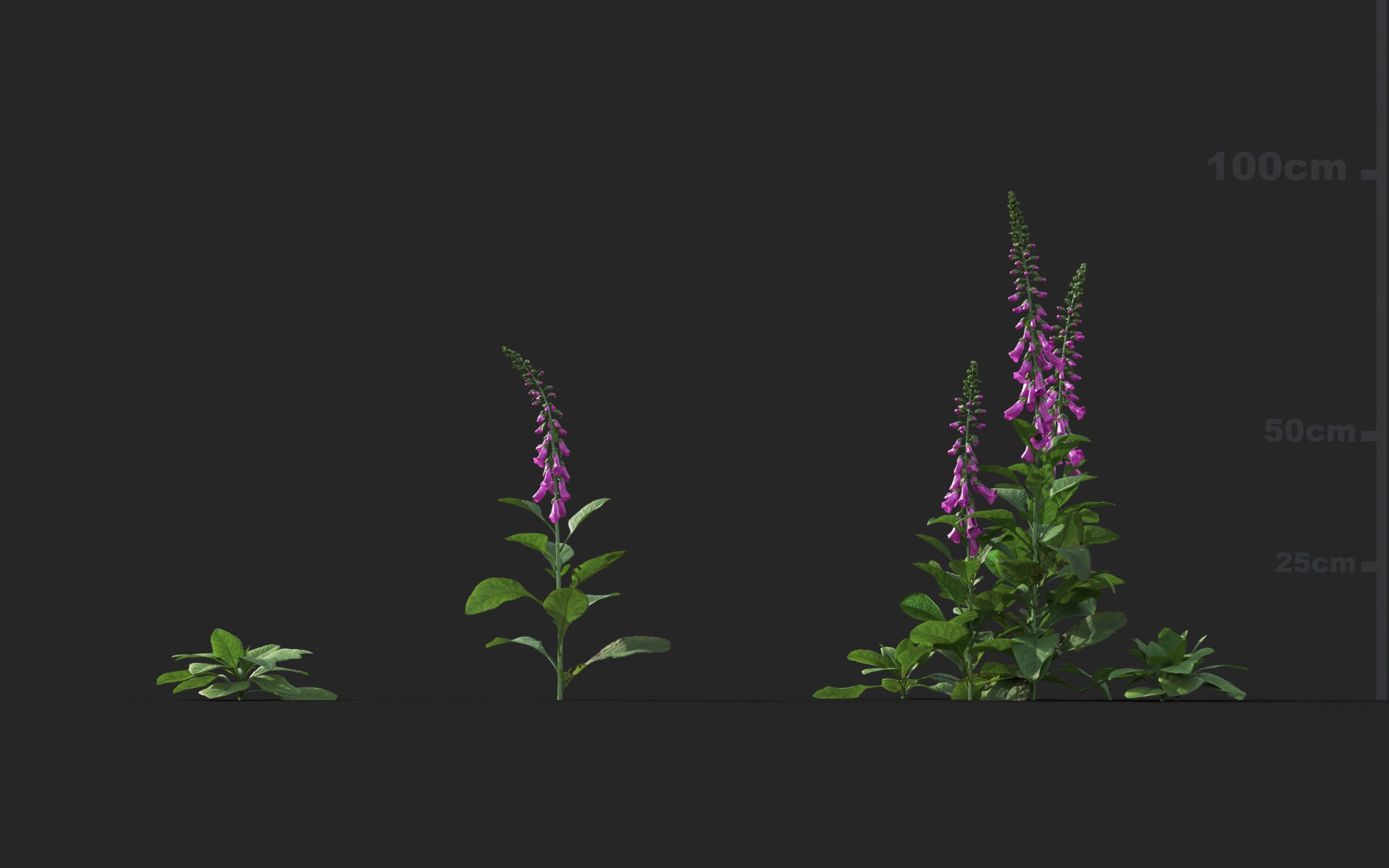 MT_PM_V41_Digitalis_purpurea_01_01---03