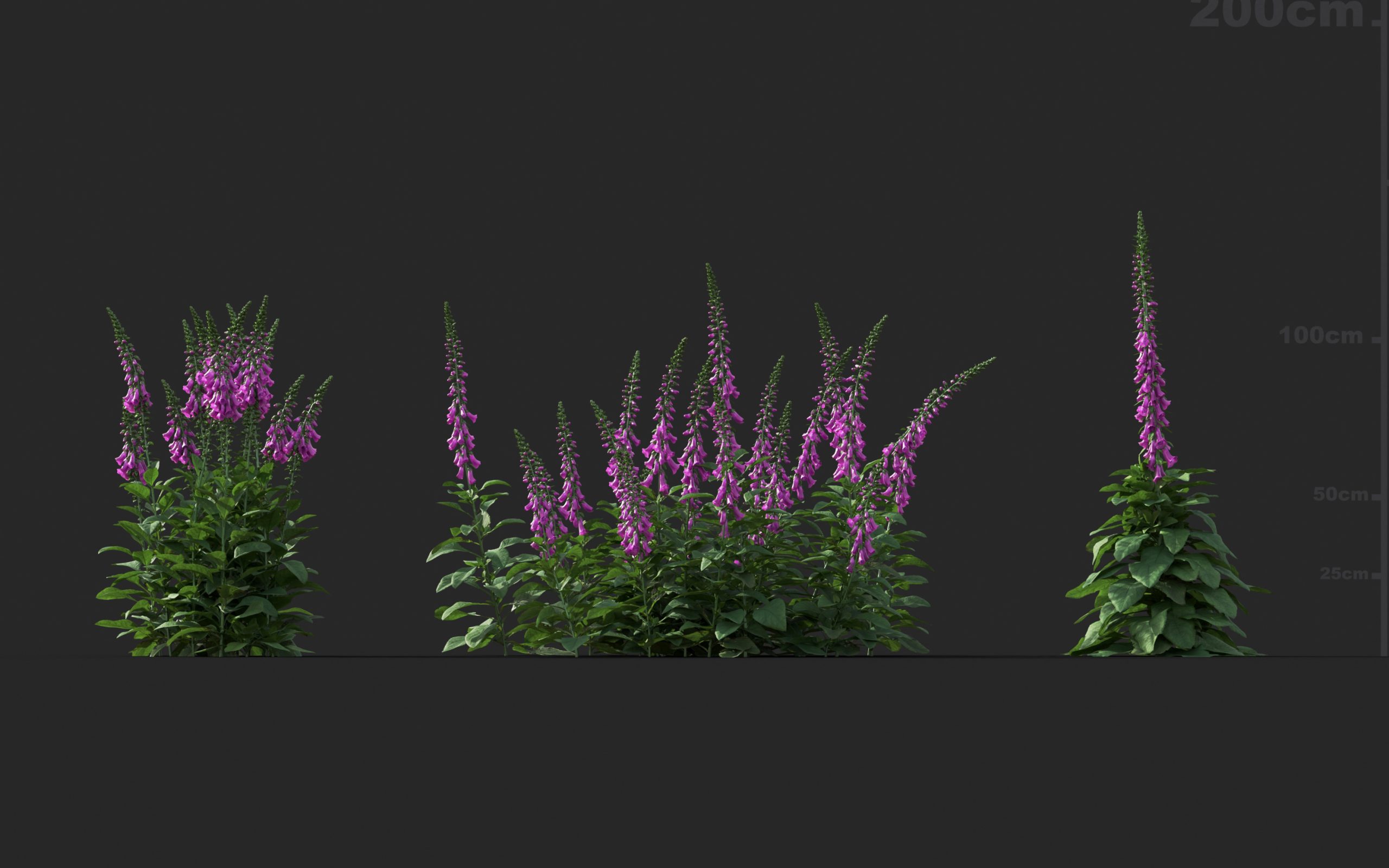 MT_PM_V41_Digitalis_purpurea_01_07---09
