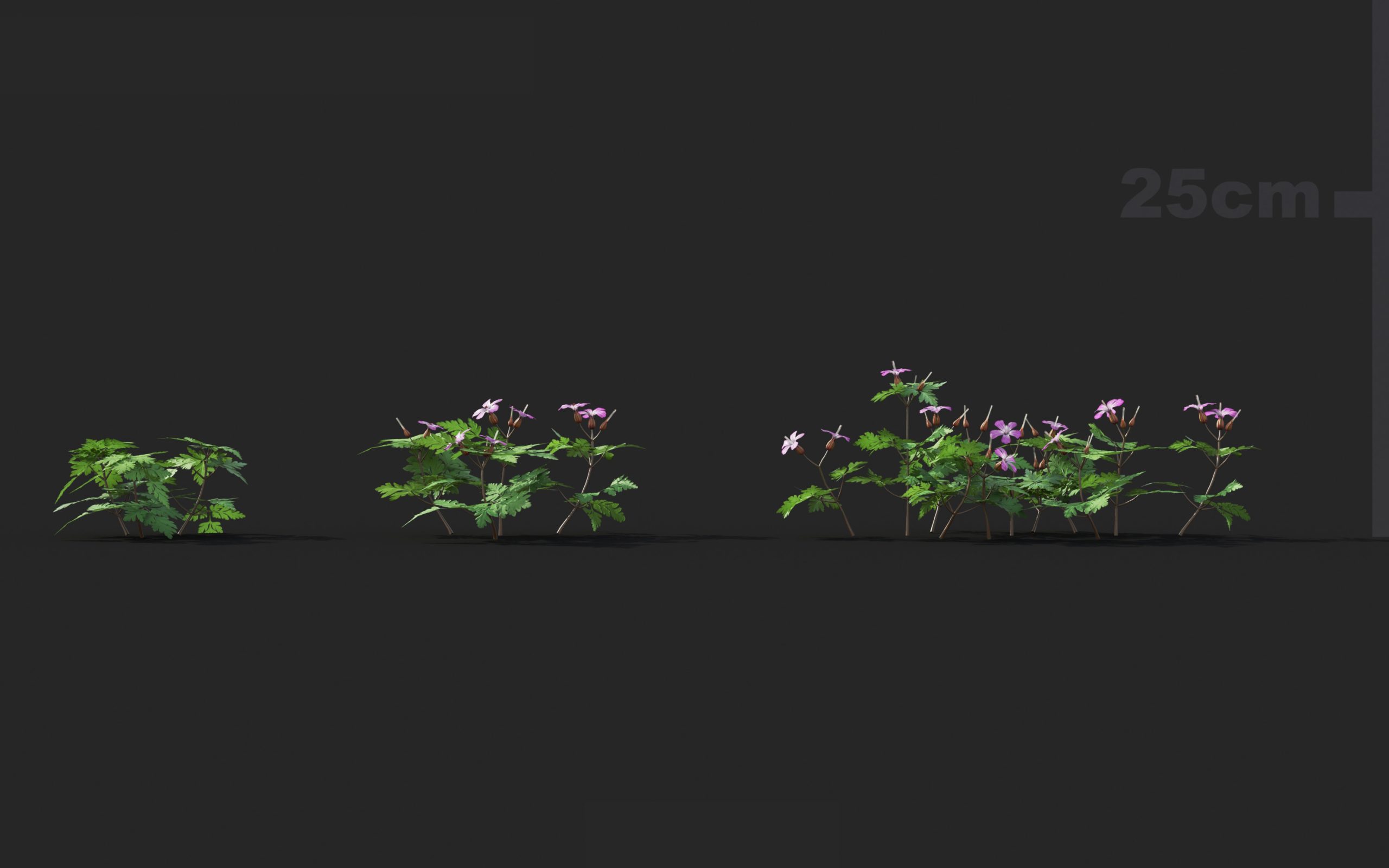 MT_PM_V41_Geranium_robertianum_01_01---03