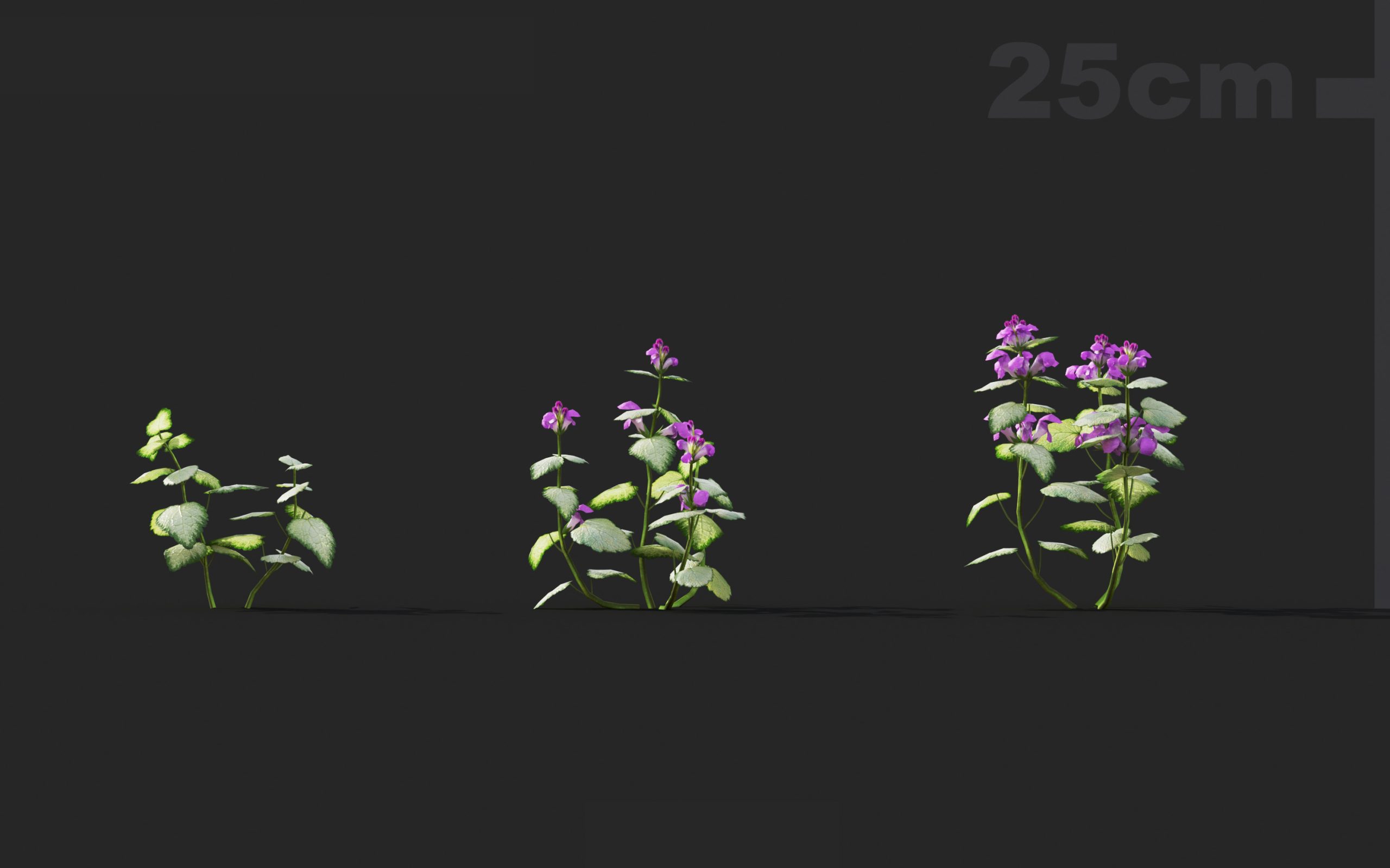 MT_PM_V41_Lamium_maculatum_01_01---03