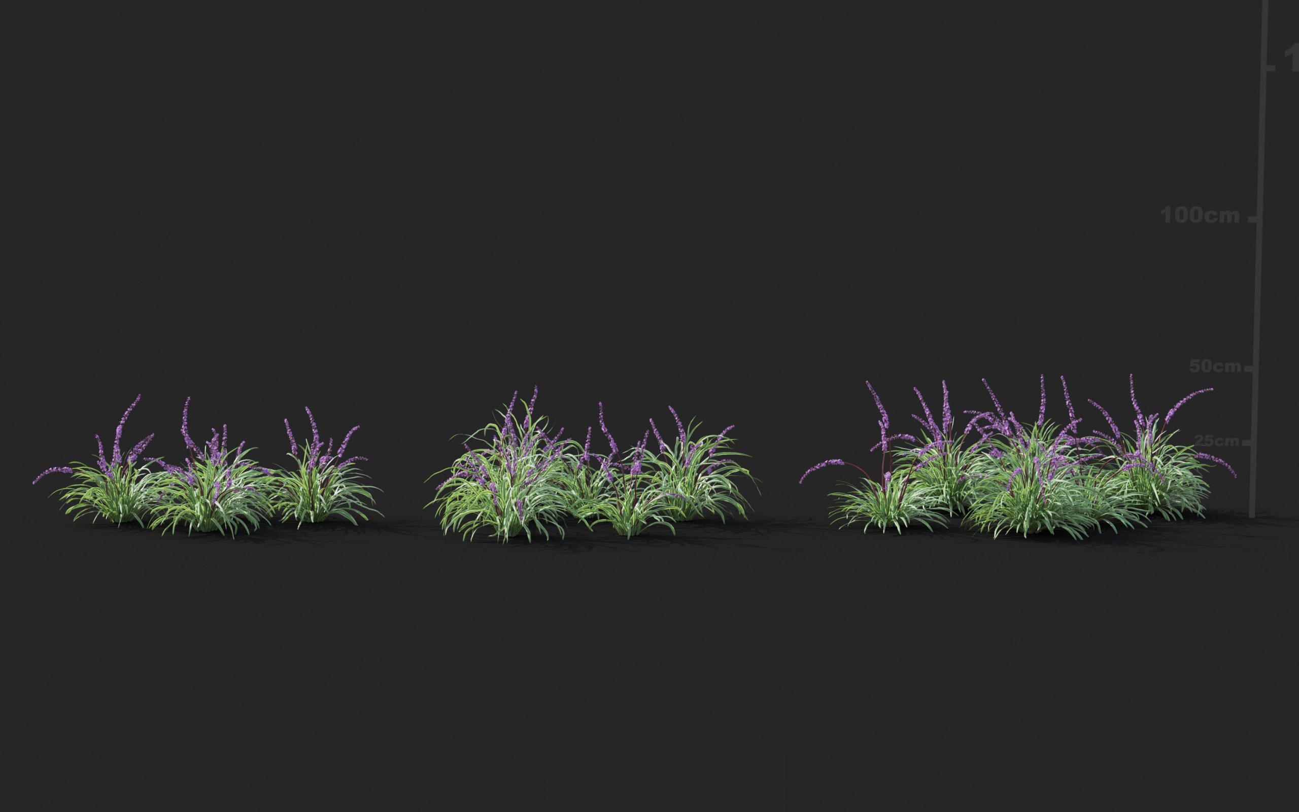 MT_PM_V41_Liriope_01_07---09