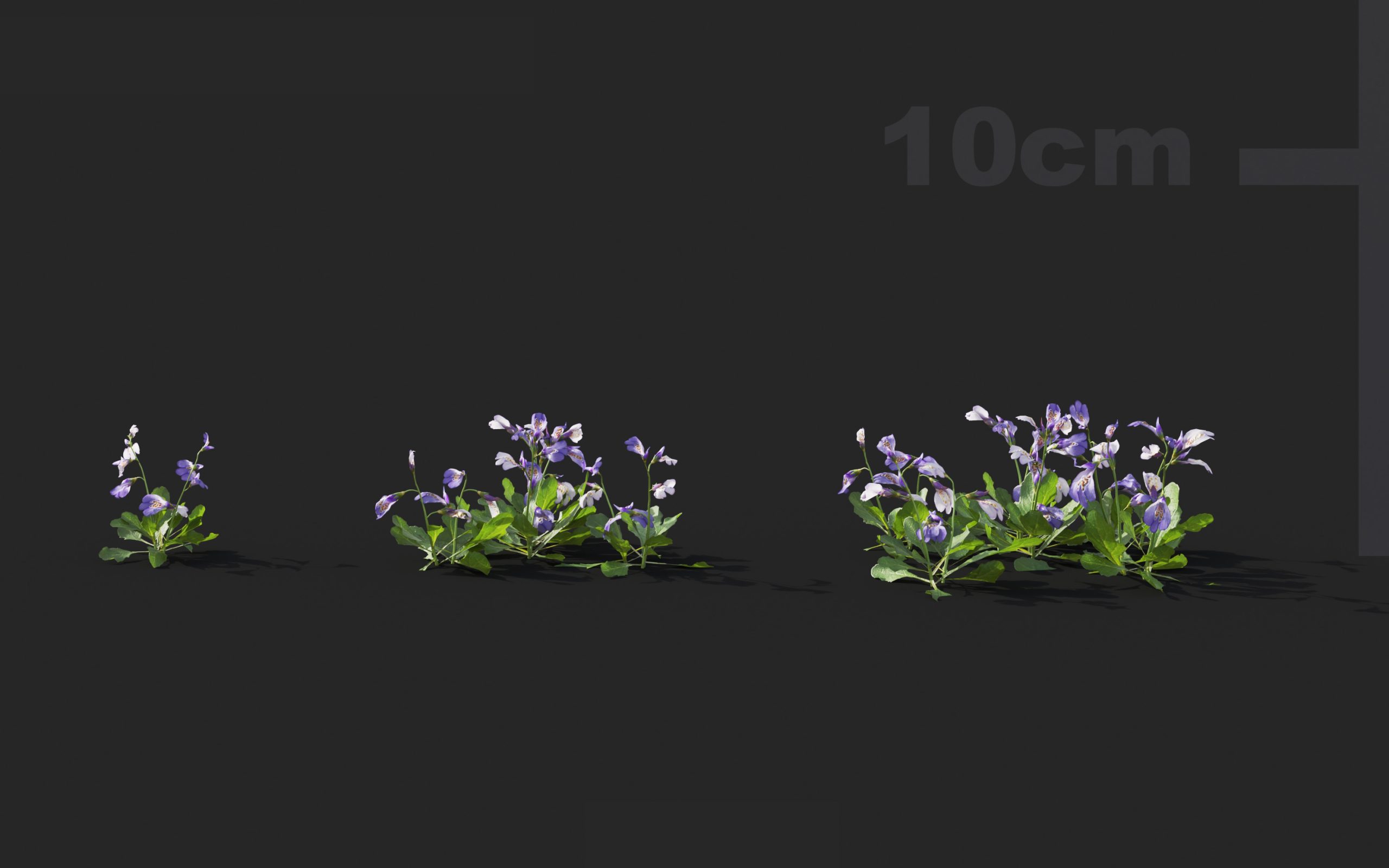 MT_PM_V41_Mazus_reptans_01_01---03