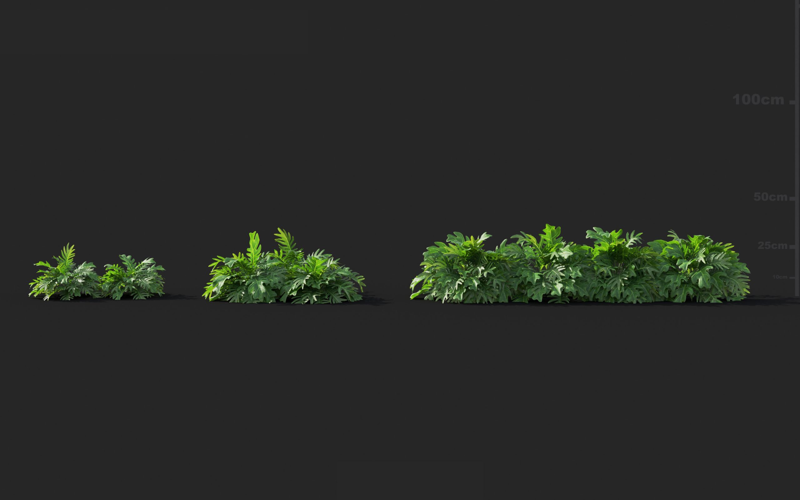 MT_PM_V41_Philodendron_xanadu_01_07---09