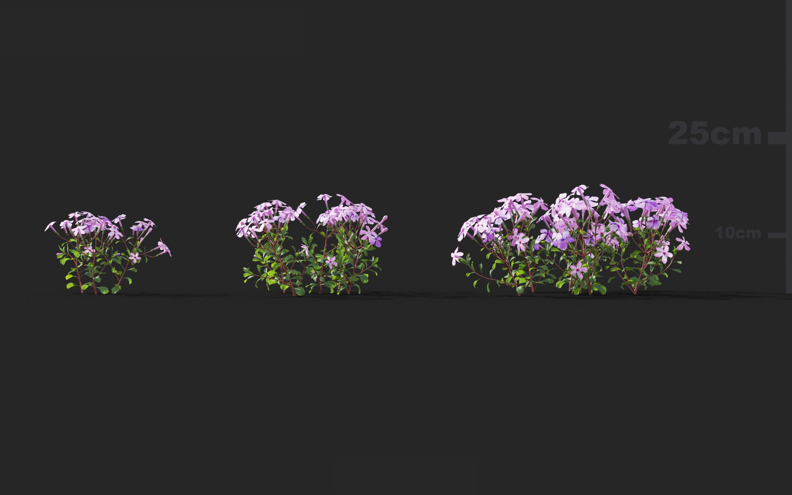 MT_PM_V41_Phlox_stolonifera_01_01---03