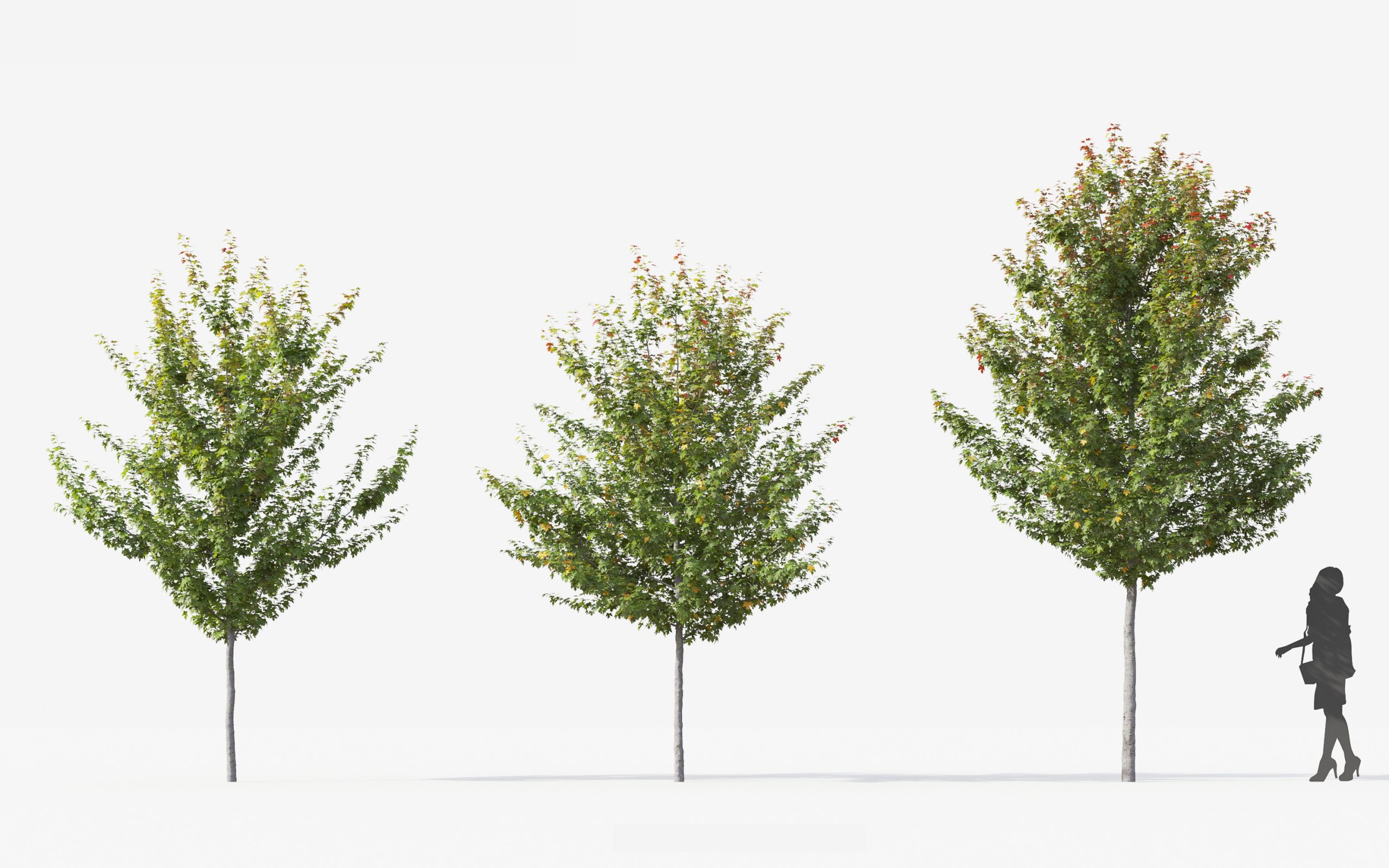 MT_PM_V49_Acer_freemanii_01_01---03