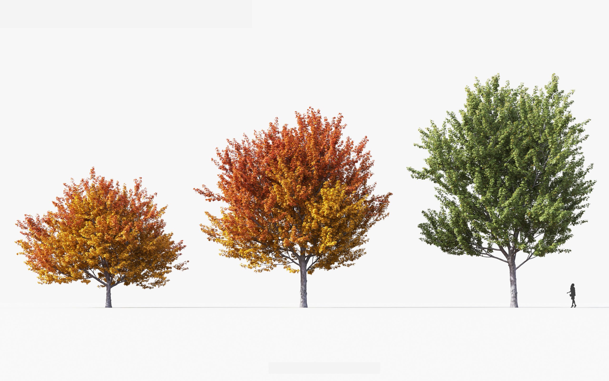 MT_PM_V49_Acer_saccharinum_01_01---03
