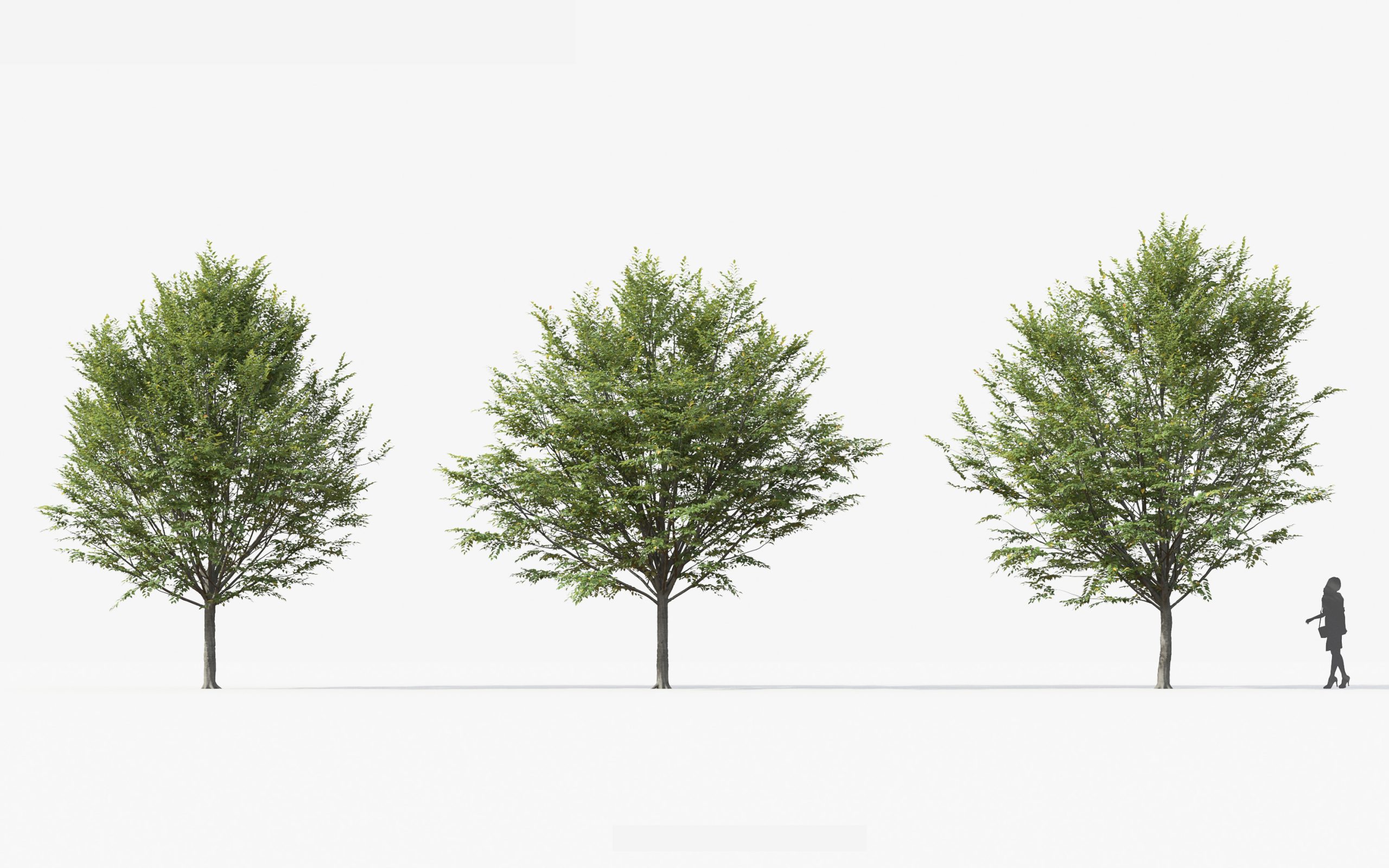 MT_PM_V49_Carpinus_caroliniana_01_01---03