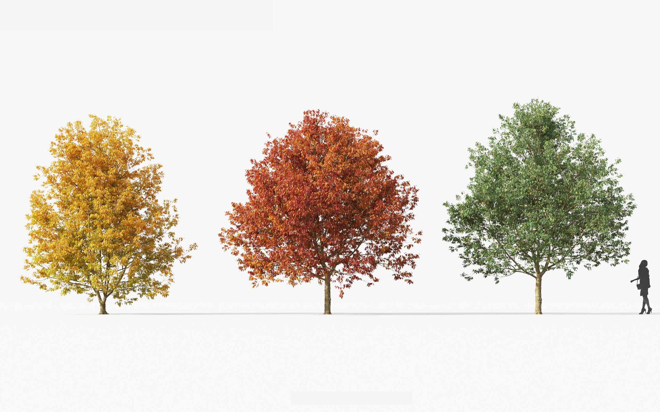 MT_PM_V49_Fraxinus_americana_01_01---03