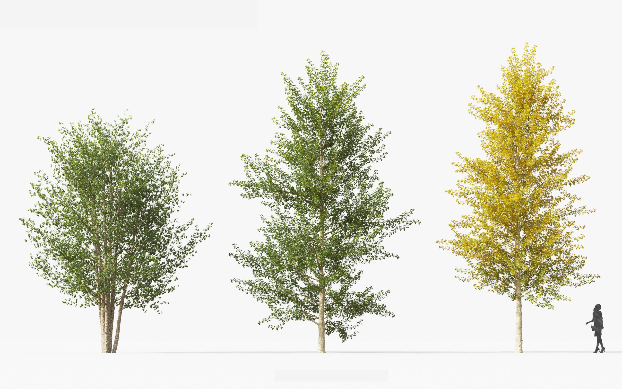 MT_PM_V49_Populus_balsamifera_01_01---03