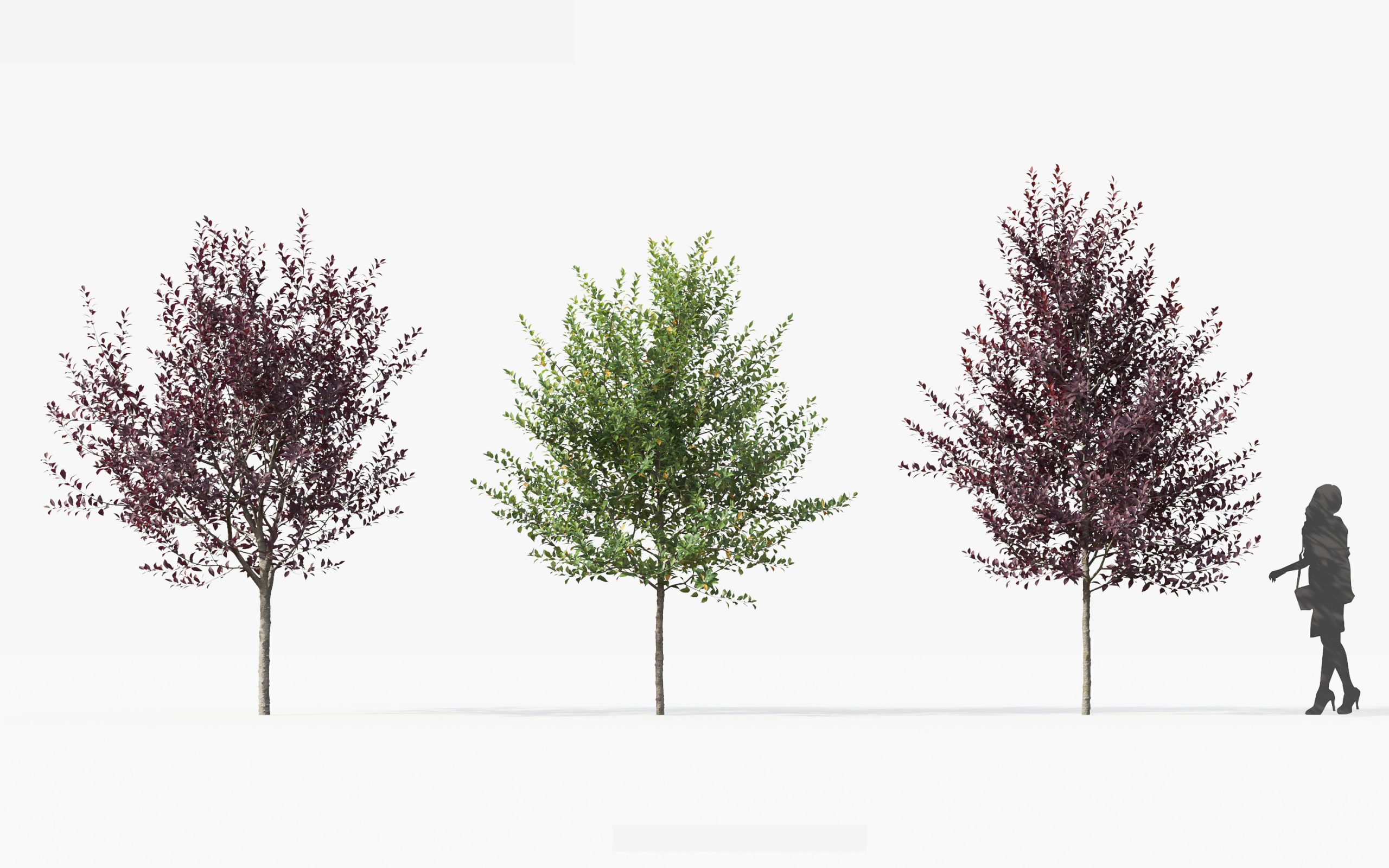 MT_PM_V49_Prunus_virginiana_01_01---03