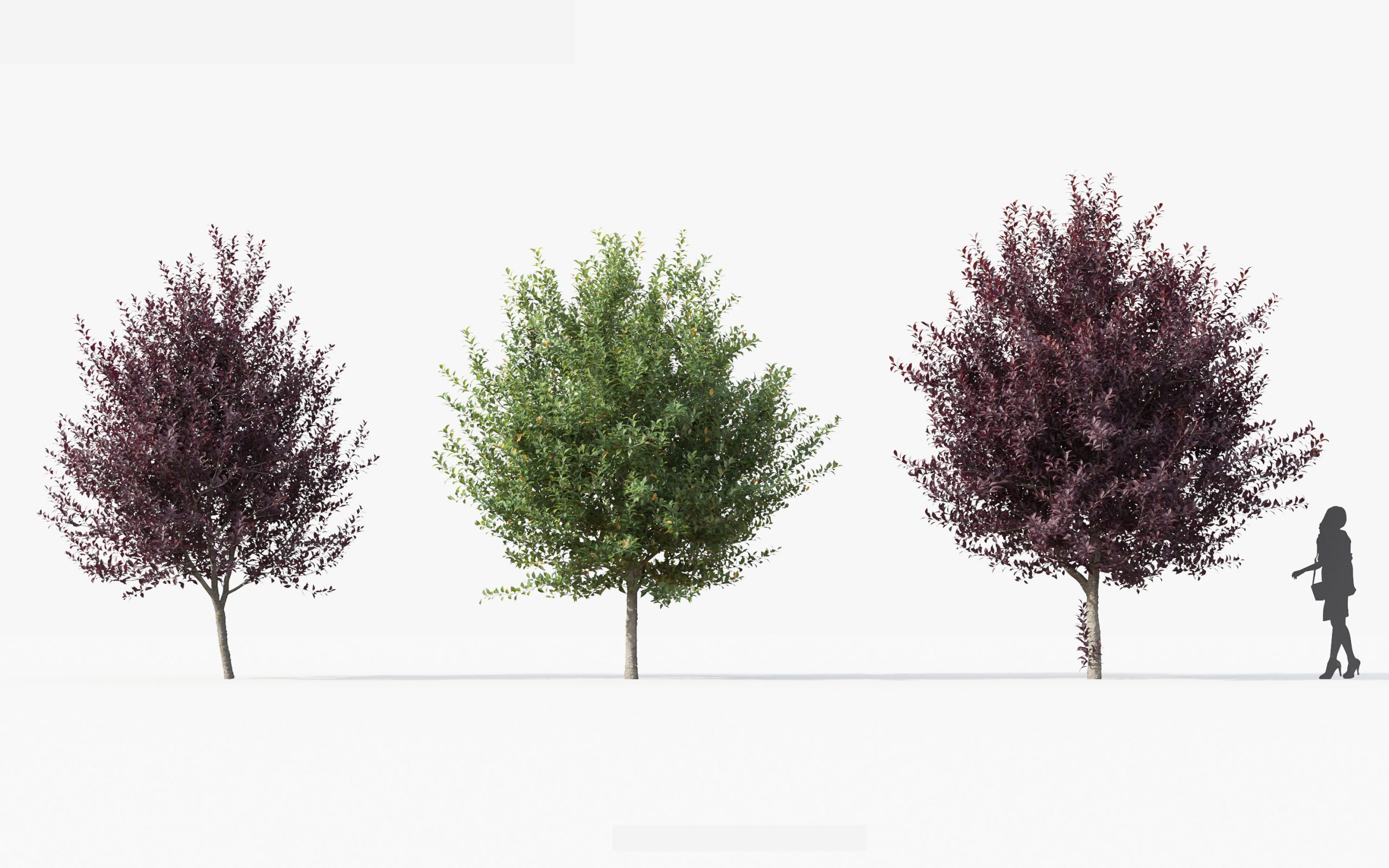 MT_PM_V49_Prunus_virginiana_01_04---06