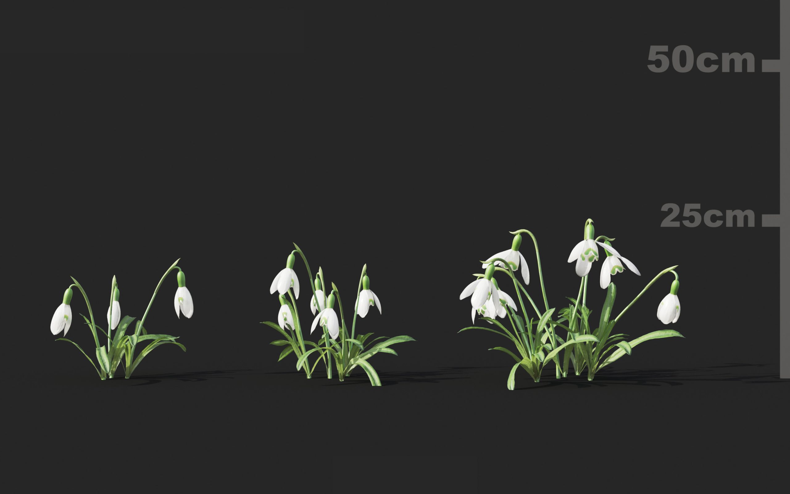 MT_PM_V51_Galanthus_nivalis_01_01---03