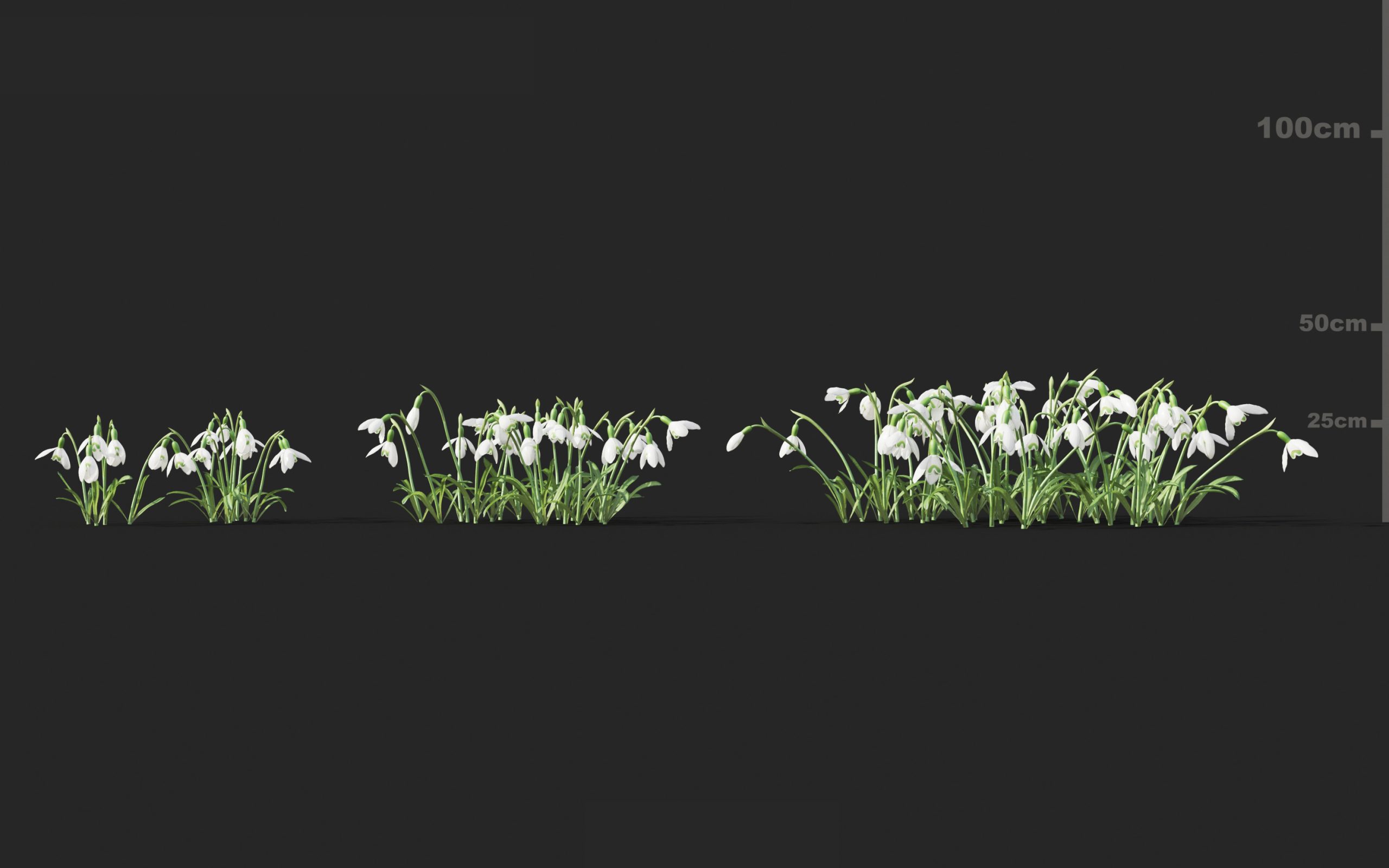MT_PM_V51_Galanthus_nivalis_01_04---06