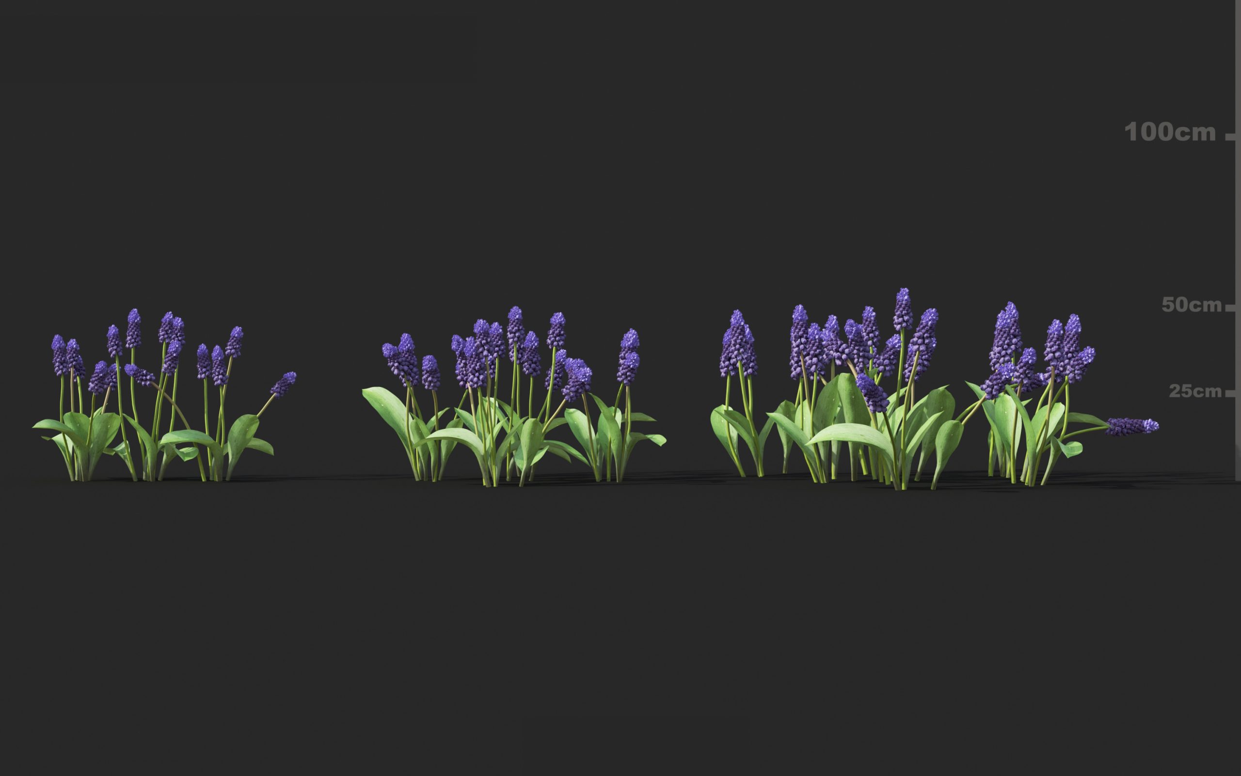 MT_PM_V51_Muscari_latifolium_01_04---06