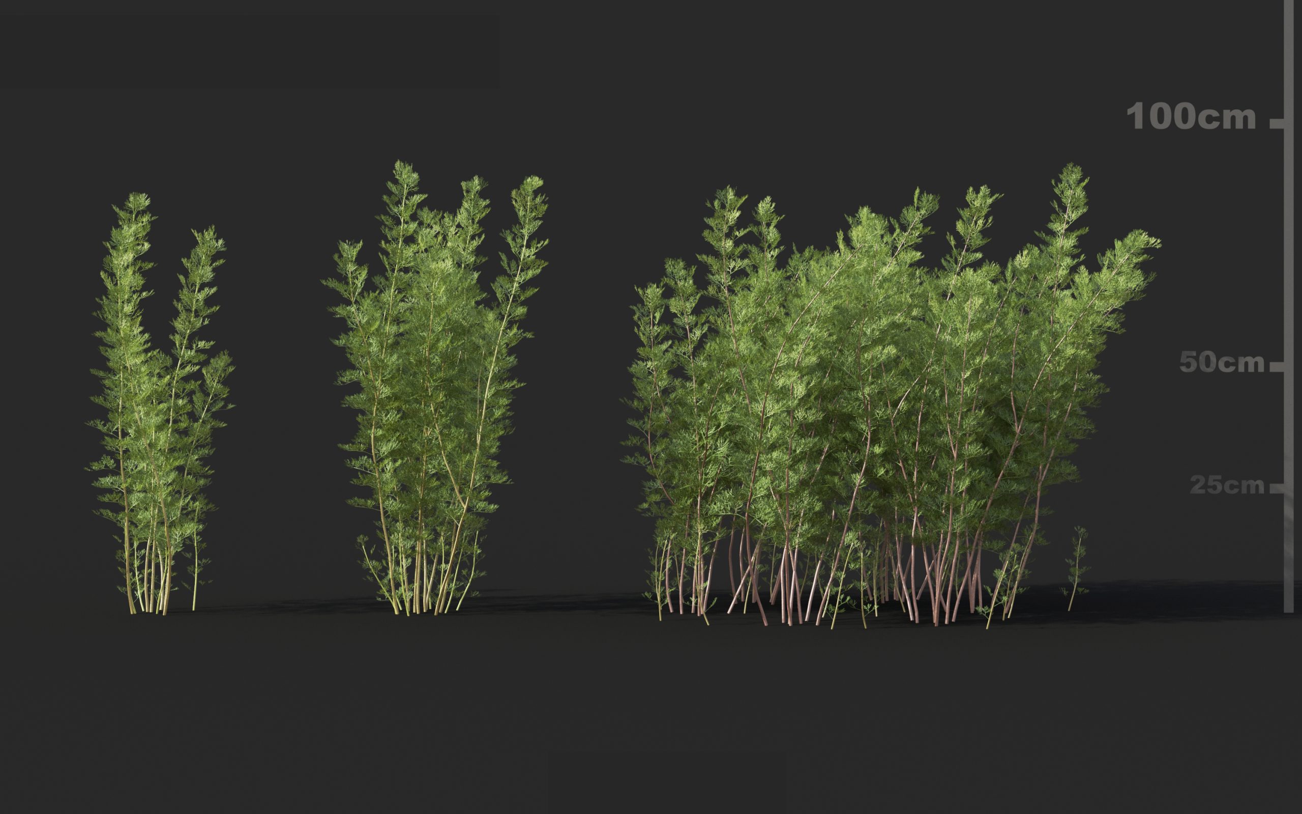 MT_PM_V60_Artemisia_abrotanum_01_04---06