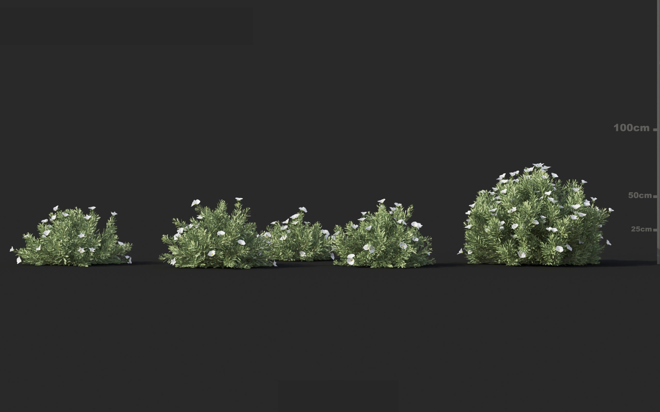 MT_PM_V60_Convolvulus_cneorum_01_01---03