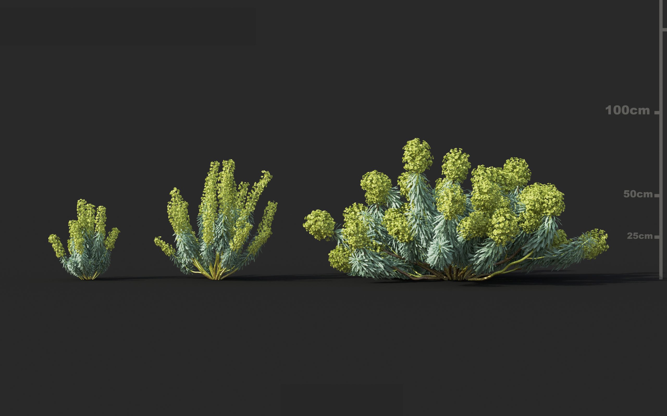 MT_PM_V60_Euphorbia_characias_01_01---03