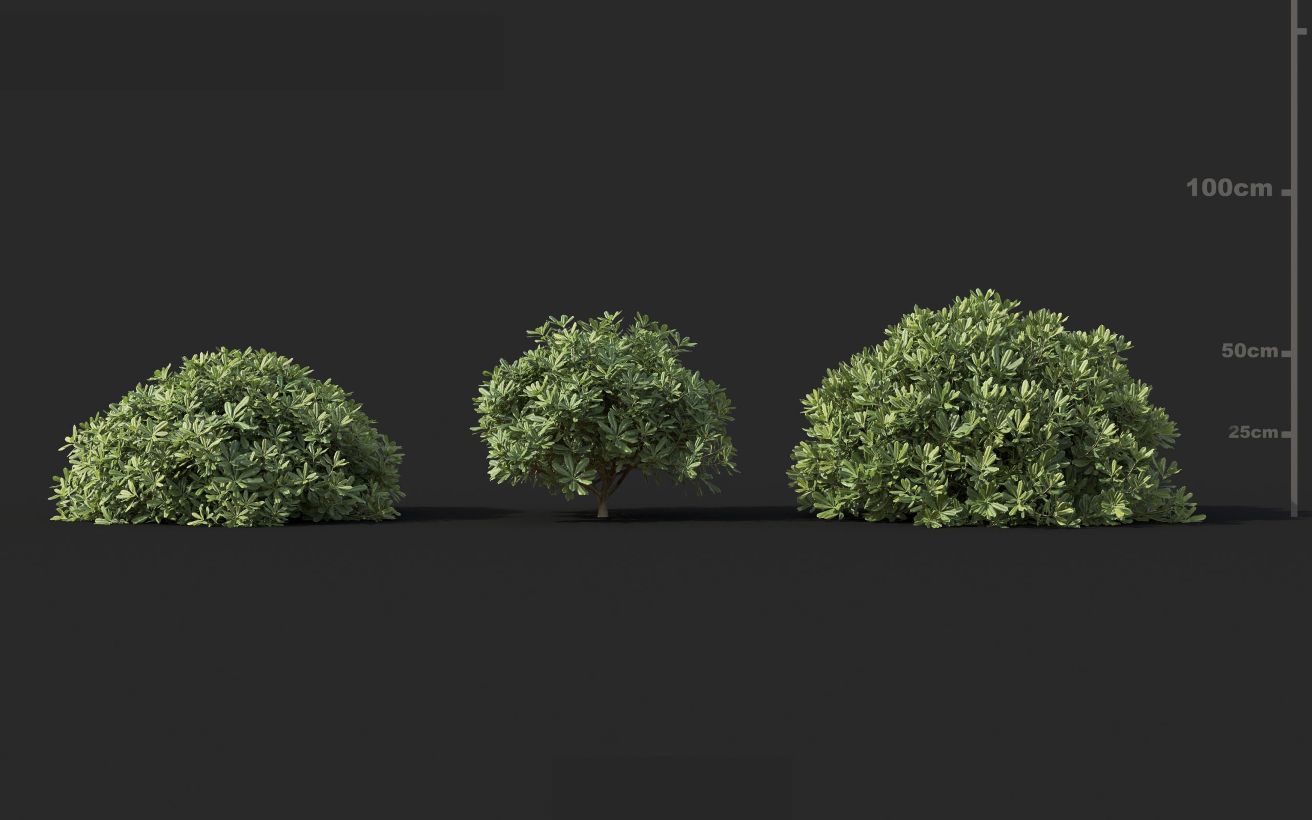 MT_PM_V60_Pittosporum_tobira_01_01---03