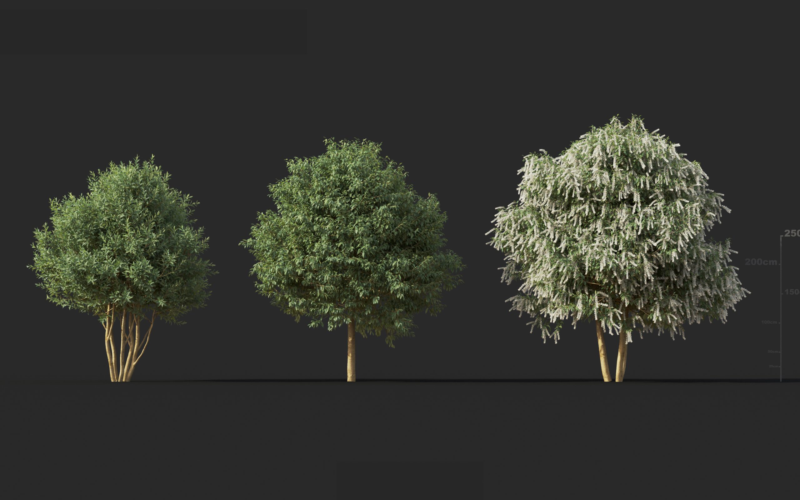 MT_PM_V60_Prunus_lusitanica_01_04---06