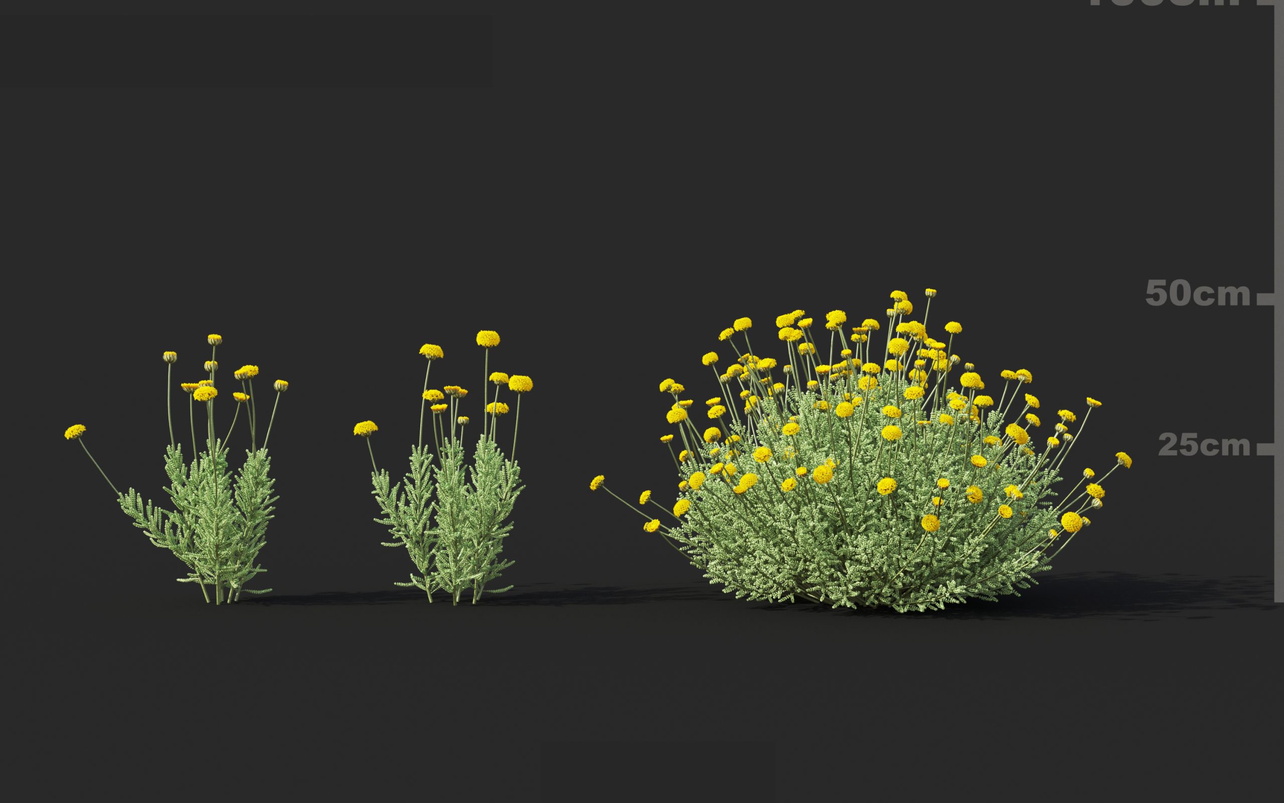 MT_PM_V60_Santolina_chamaecyparissus_02_04---06