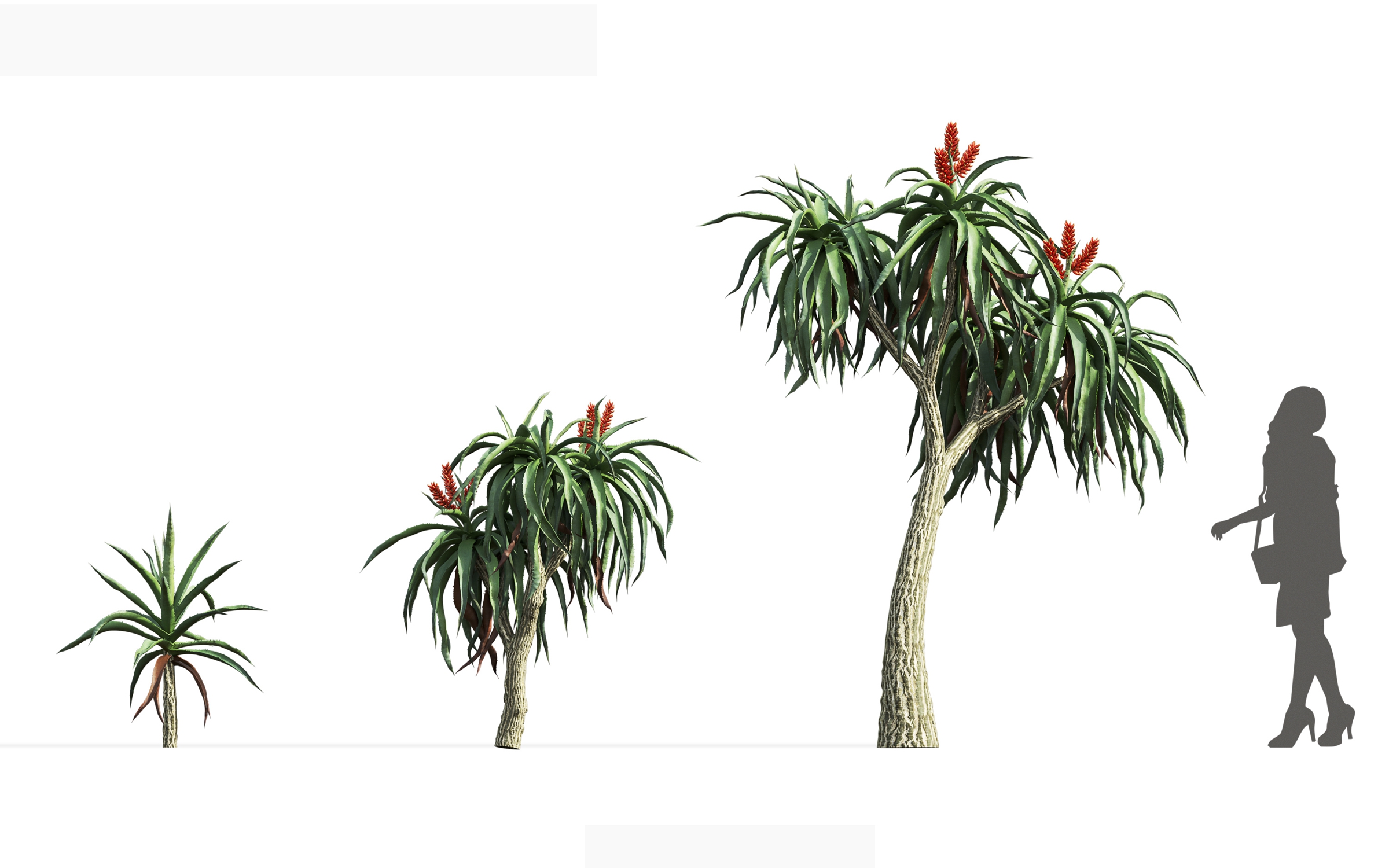 MT_PM_V71_Aloidendron_barberae_01_01---03