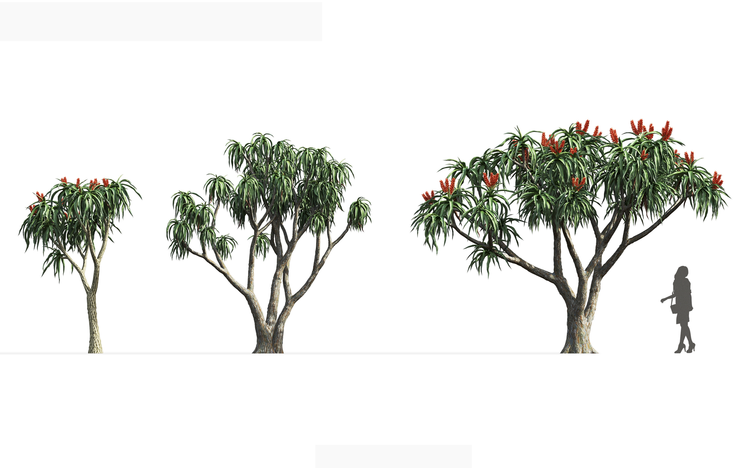 MT_PM_V71_Aloidendron_barberae_01_04---06