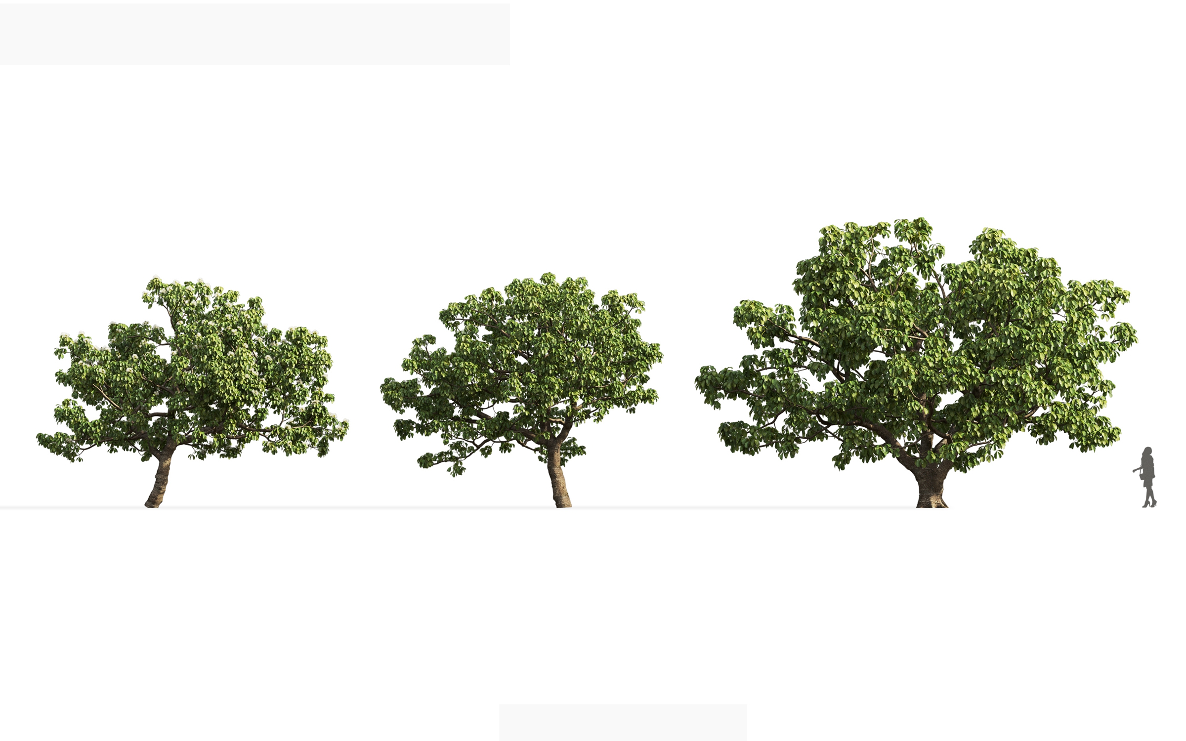 MT_PM_V71_Caryocar_brasiliense_01_04---06