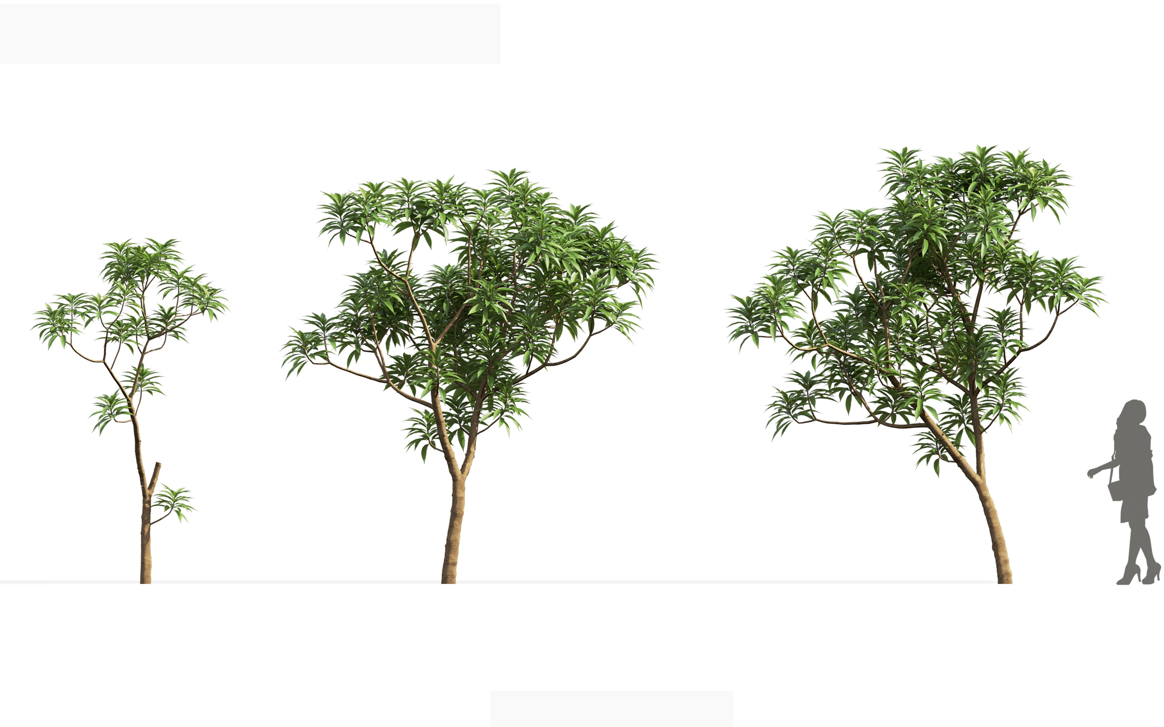 MT_PM_V71_Cinchona_officinalis_01_01---03