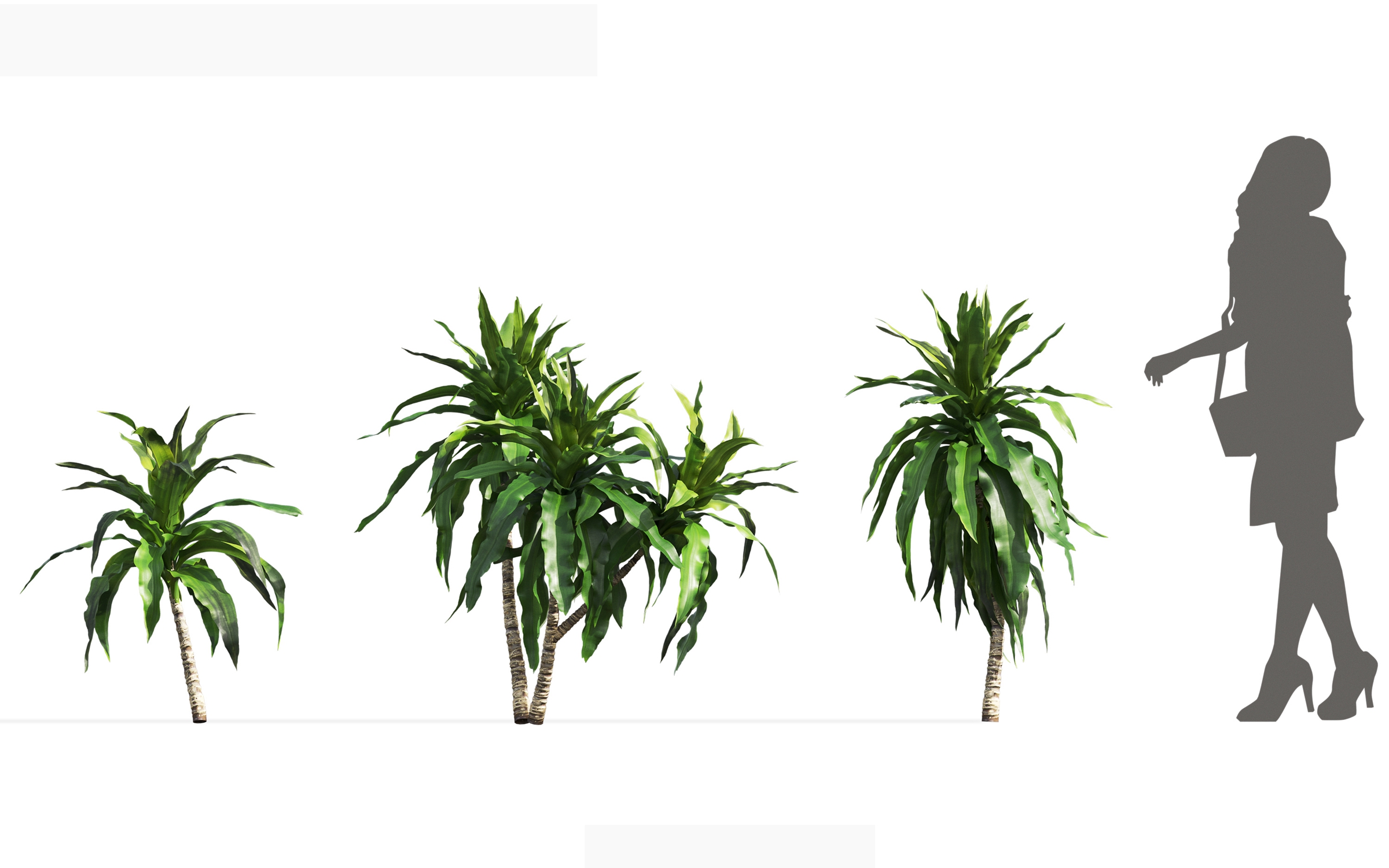 MT_PM_V71_Dracaena_aletriformis_01_01---03