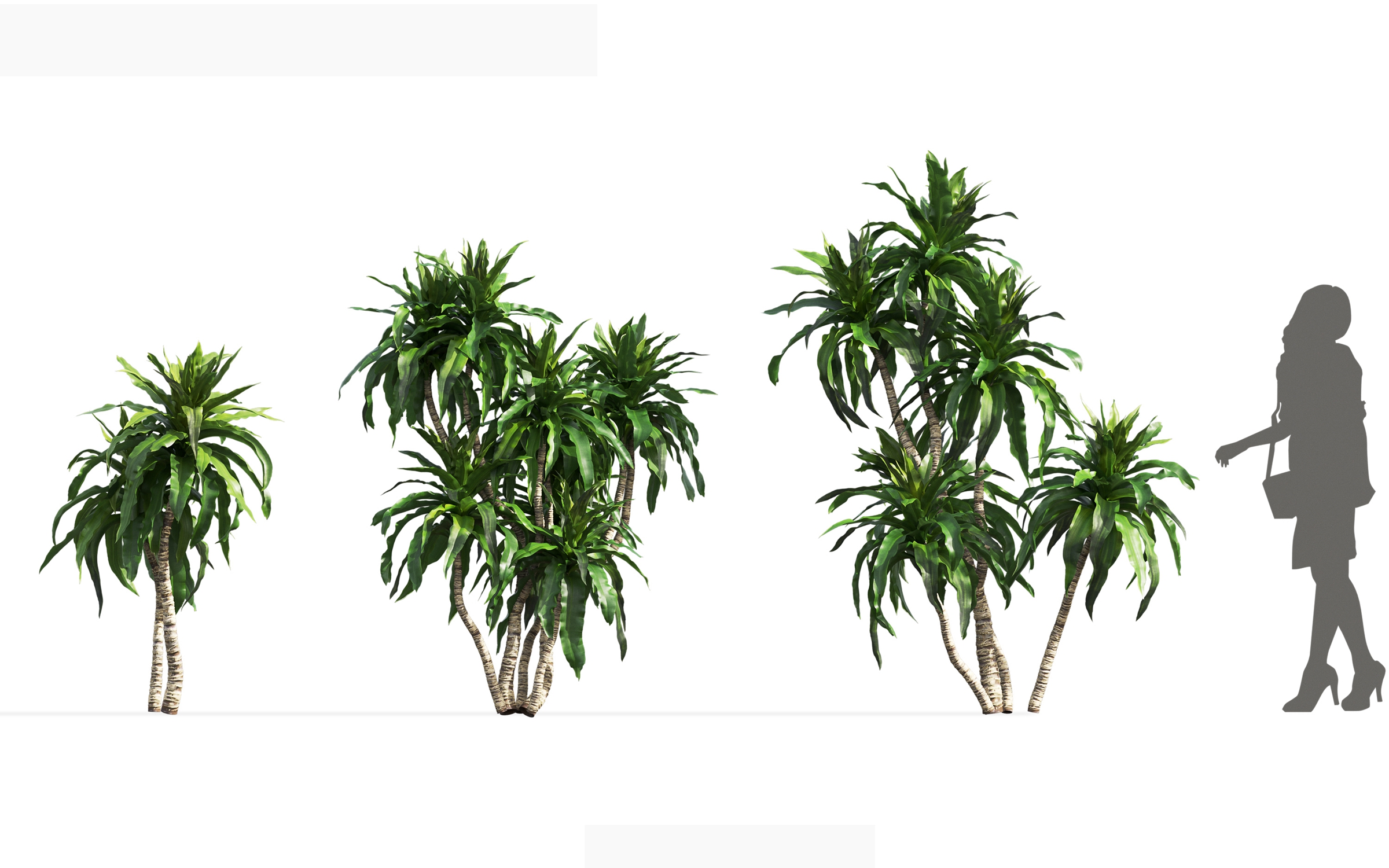 MT_PM_V71_Dracaena_aletriformis_01_04---06